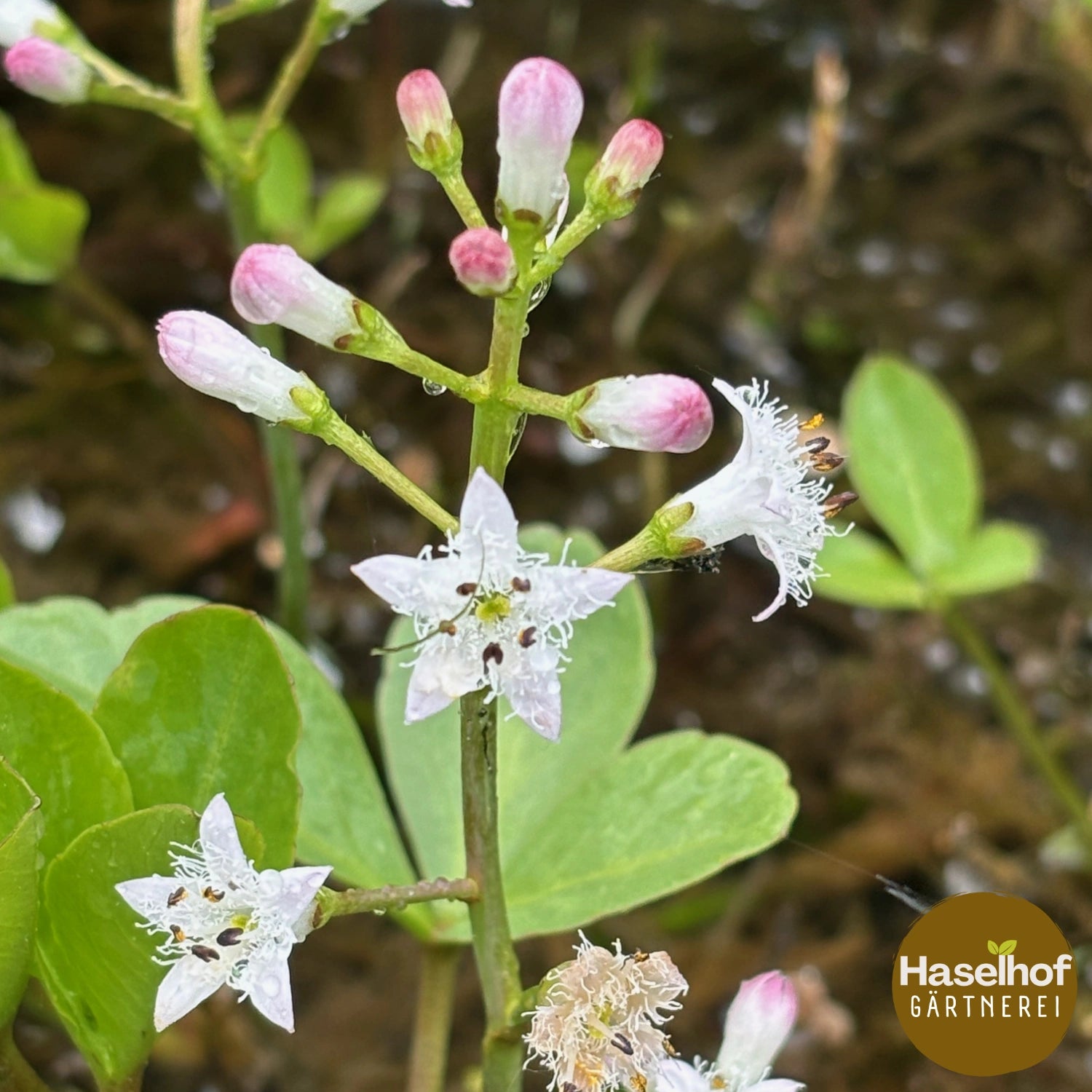 Menyanthes trifoliata