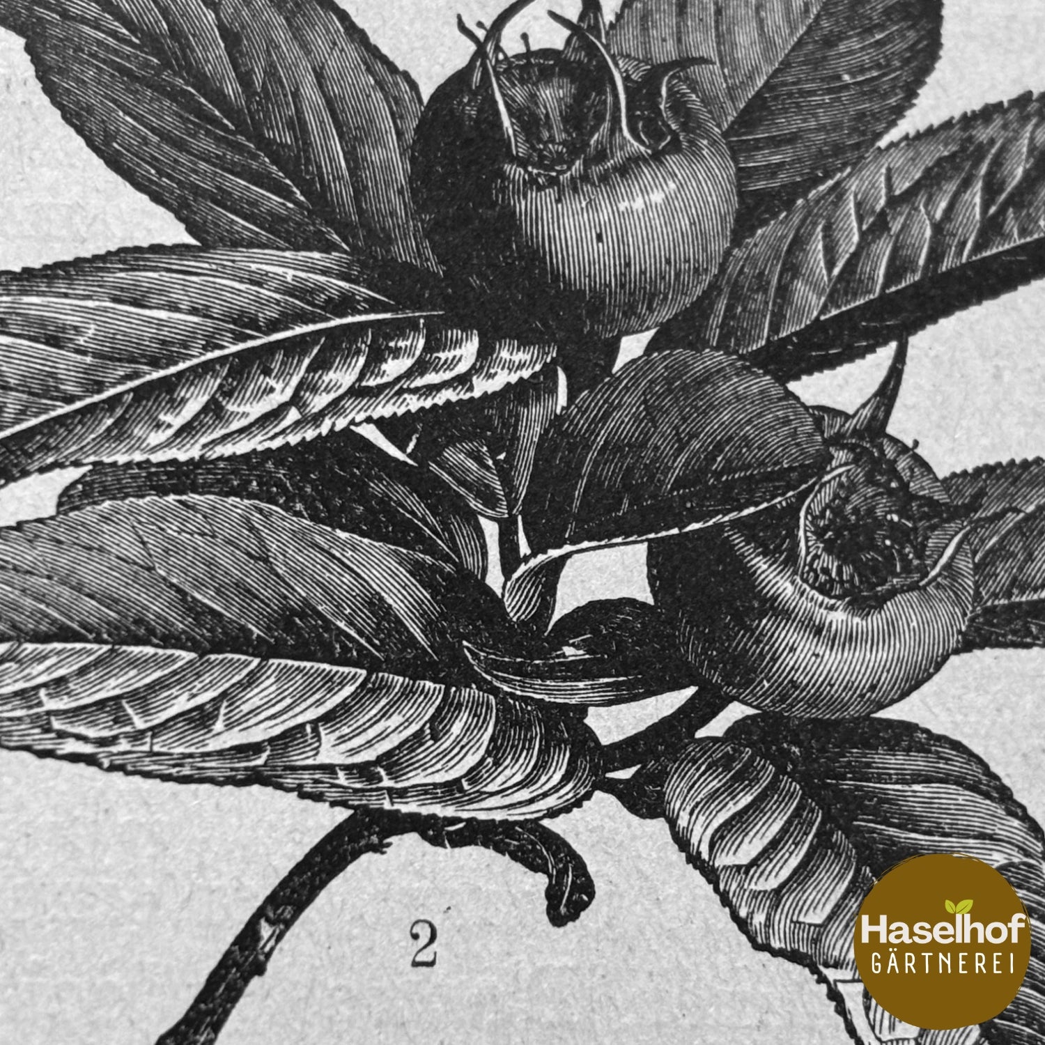 Mespilus germanica