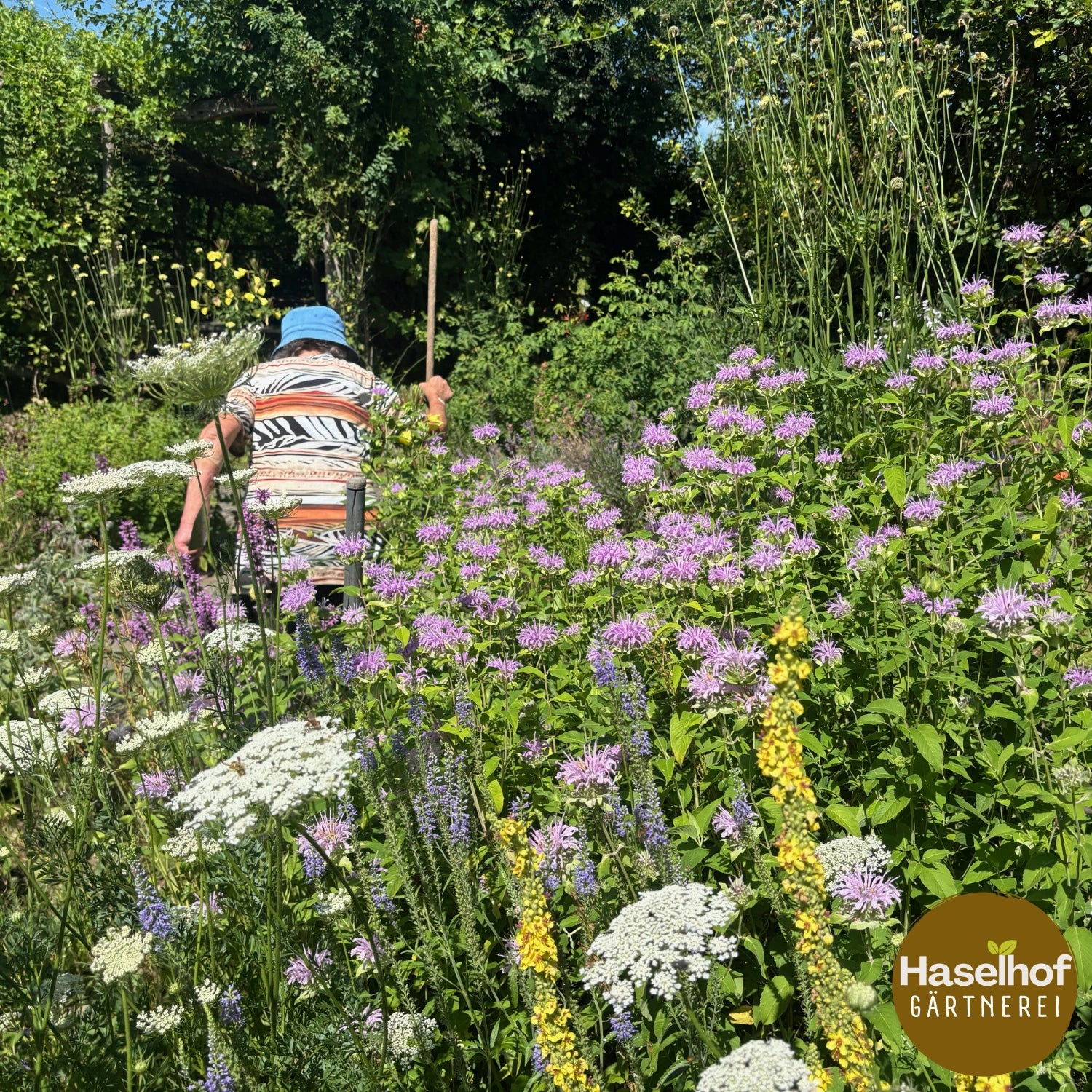 Monarda fistulosa (Wildform)