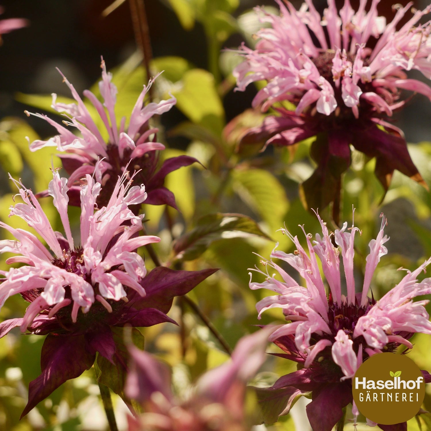 Monarda fistulosa `Beauty of Cobham`