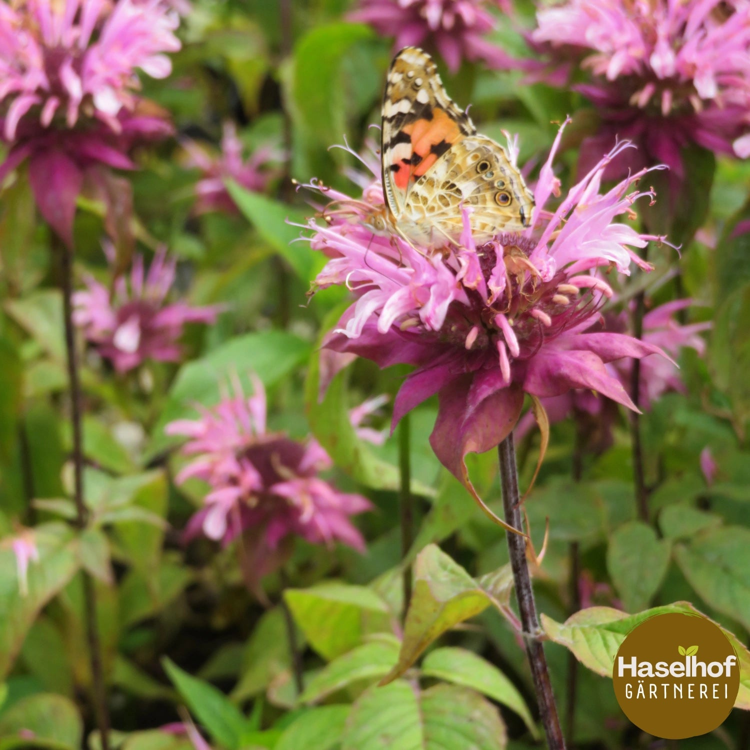 Monarda fistulosa `Beauty of Cobham`