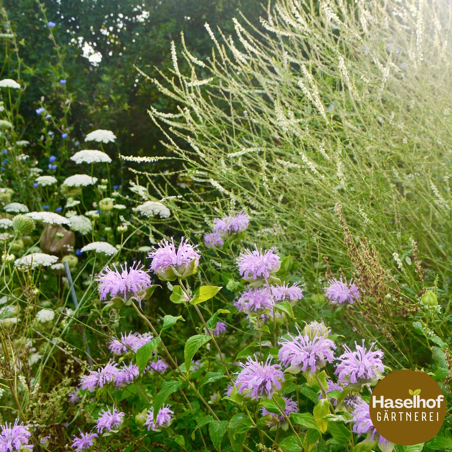 Monarde fistuleuse (forme sauvage)