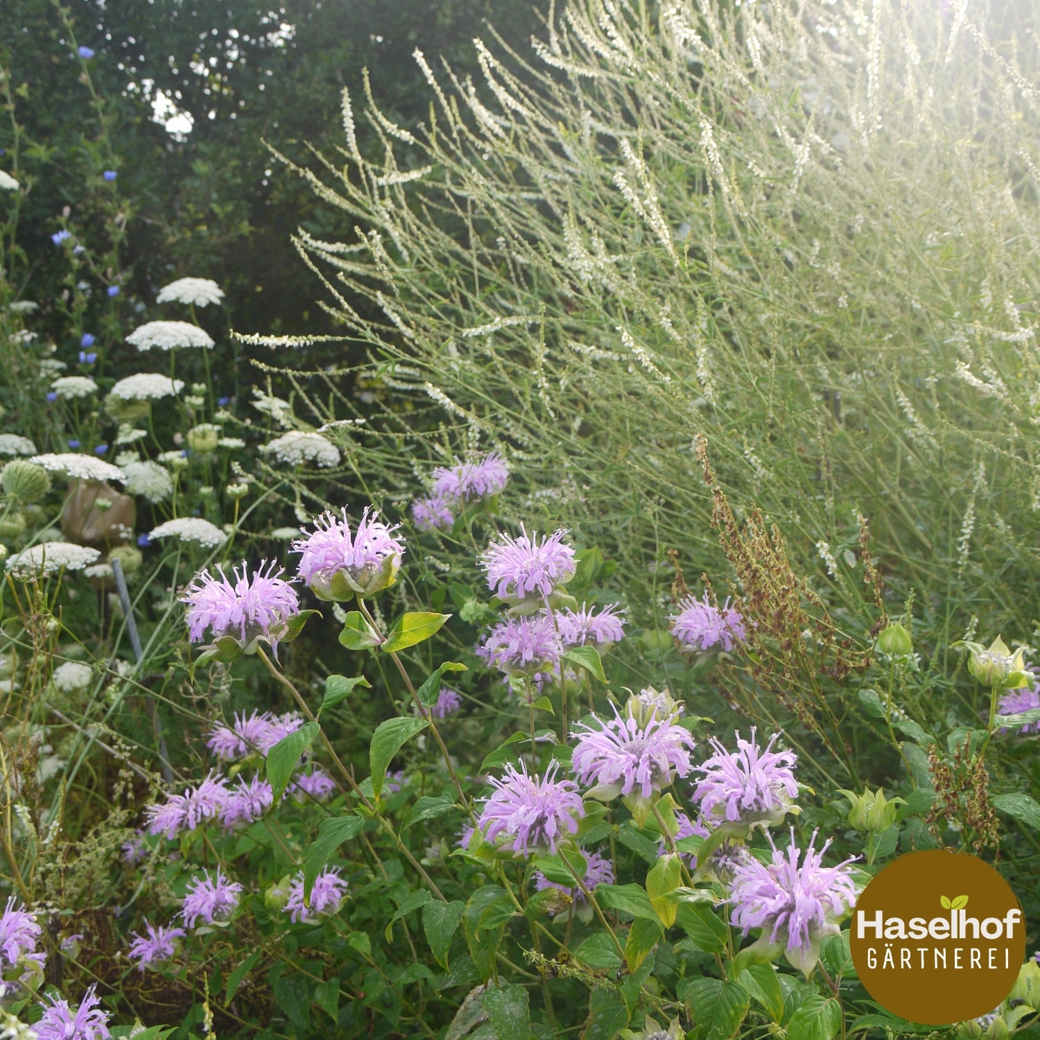 Monarde fistuleuse (forme sauvage)