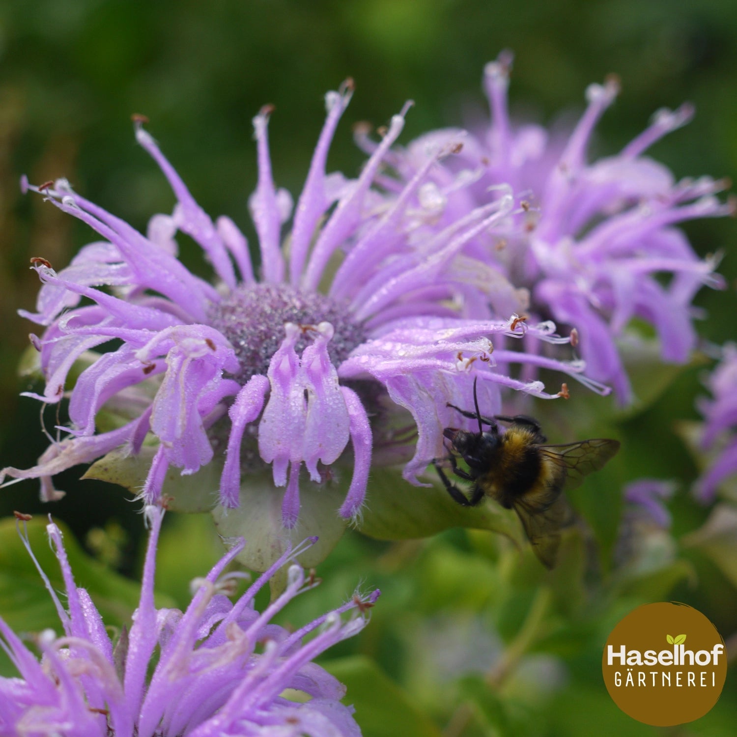 Monarda fistulosa (Wildform)