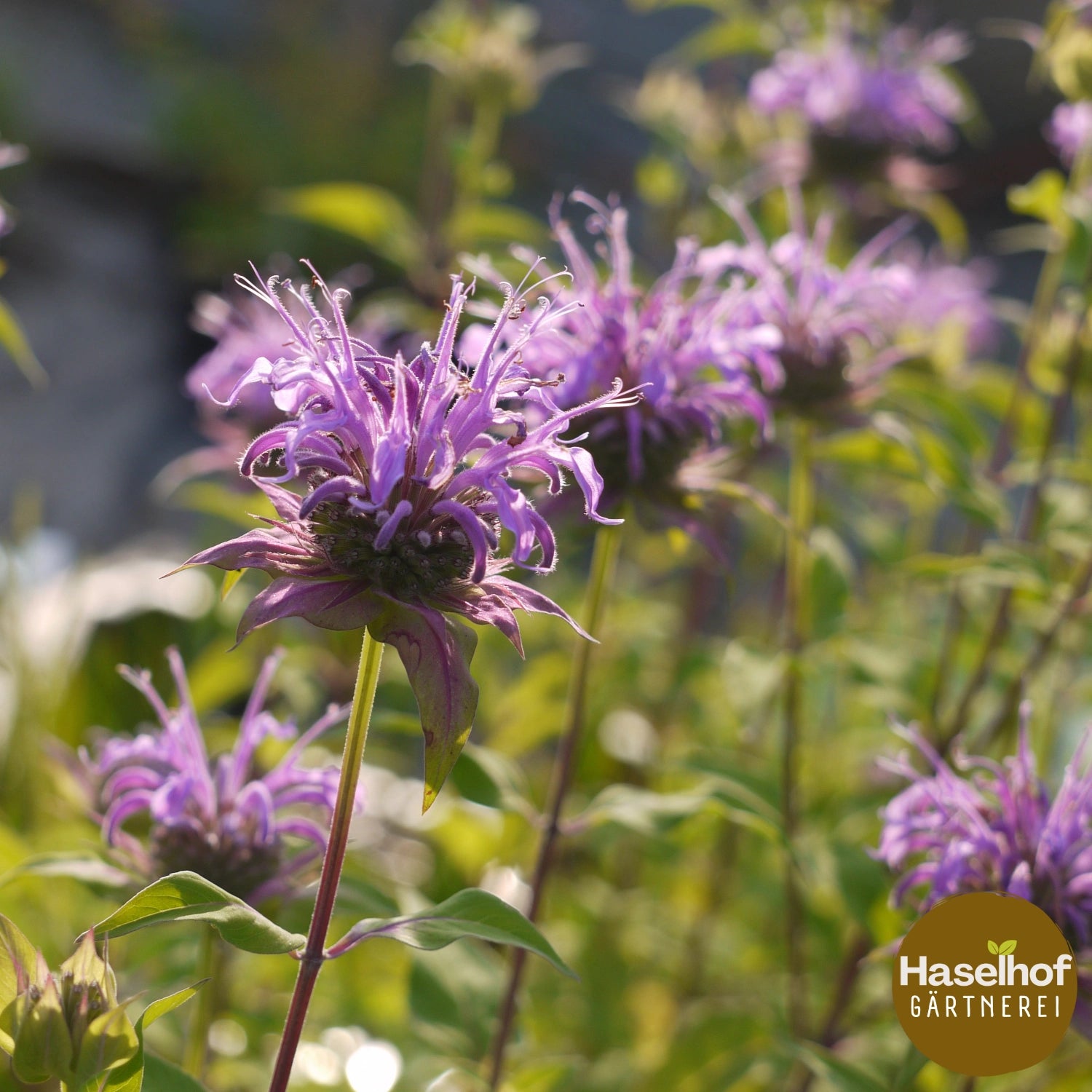 Monarde fistuleuse (forme sauvage)