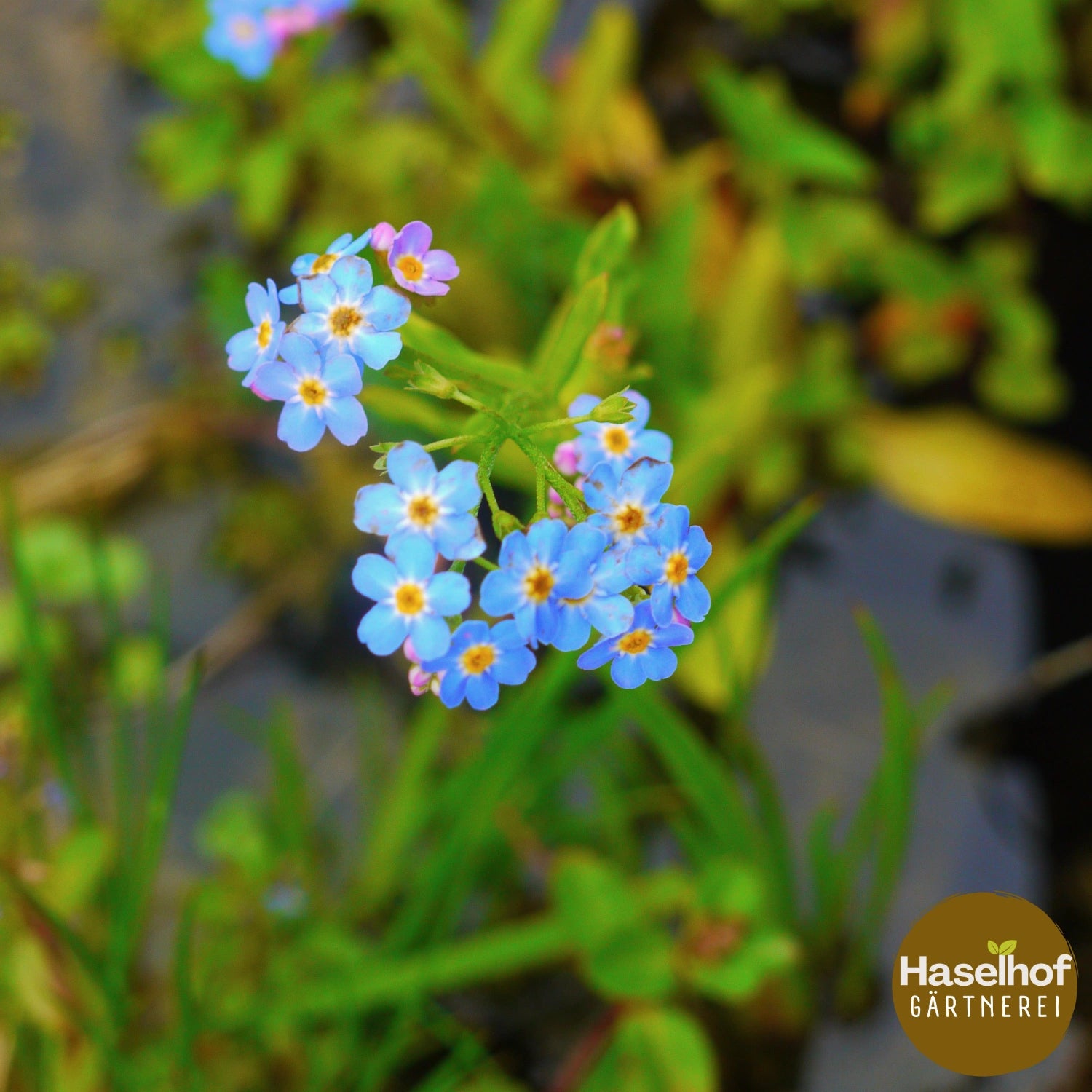 Myosotis scorpioides