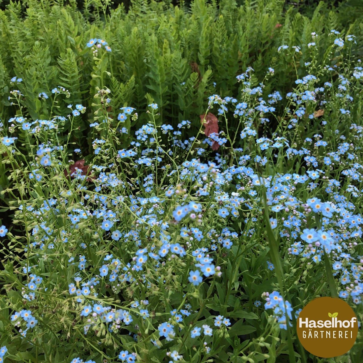 Myosotis scorpioides
