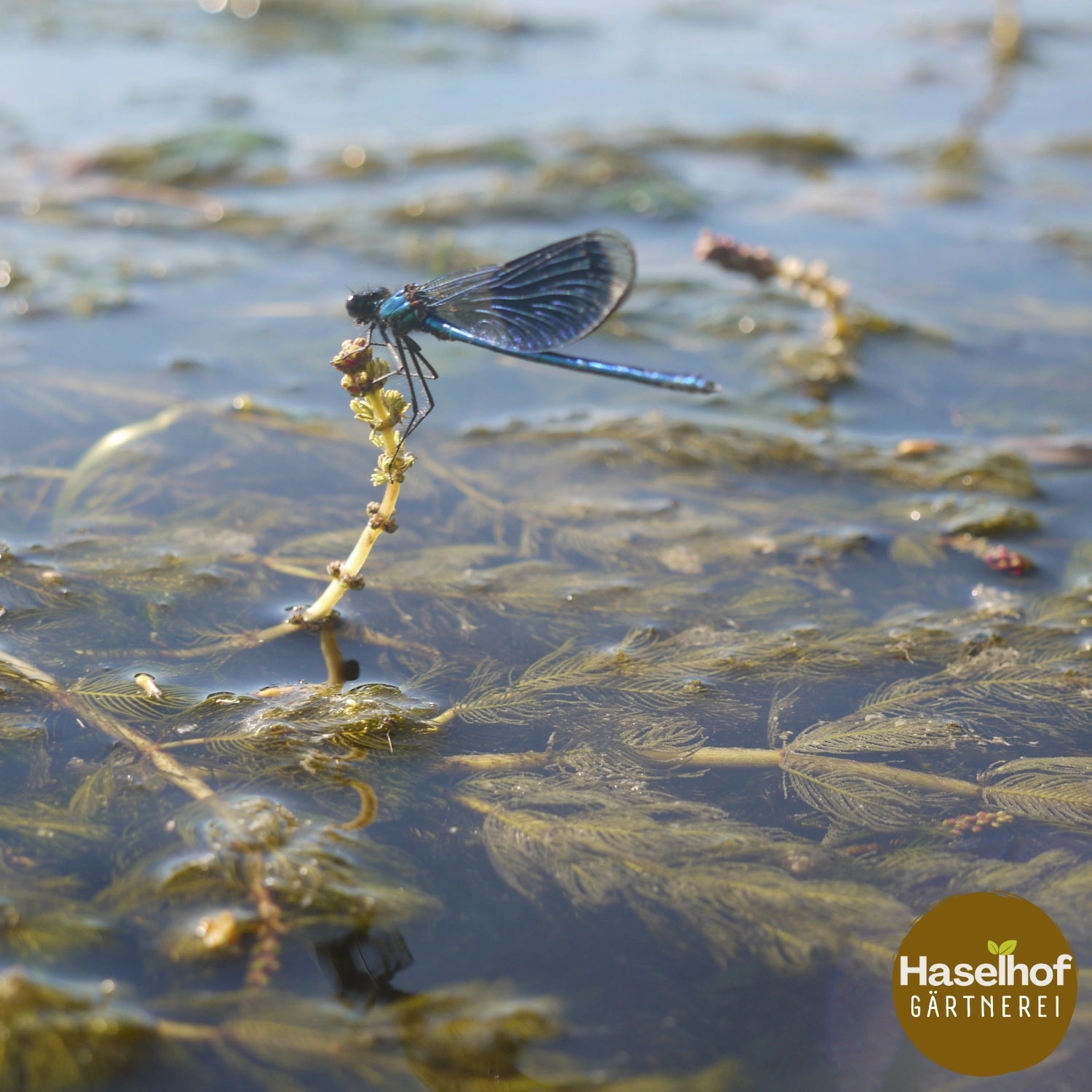 Myriophyllum spicatum