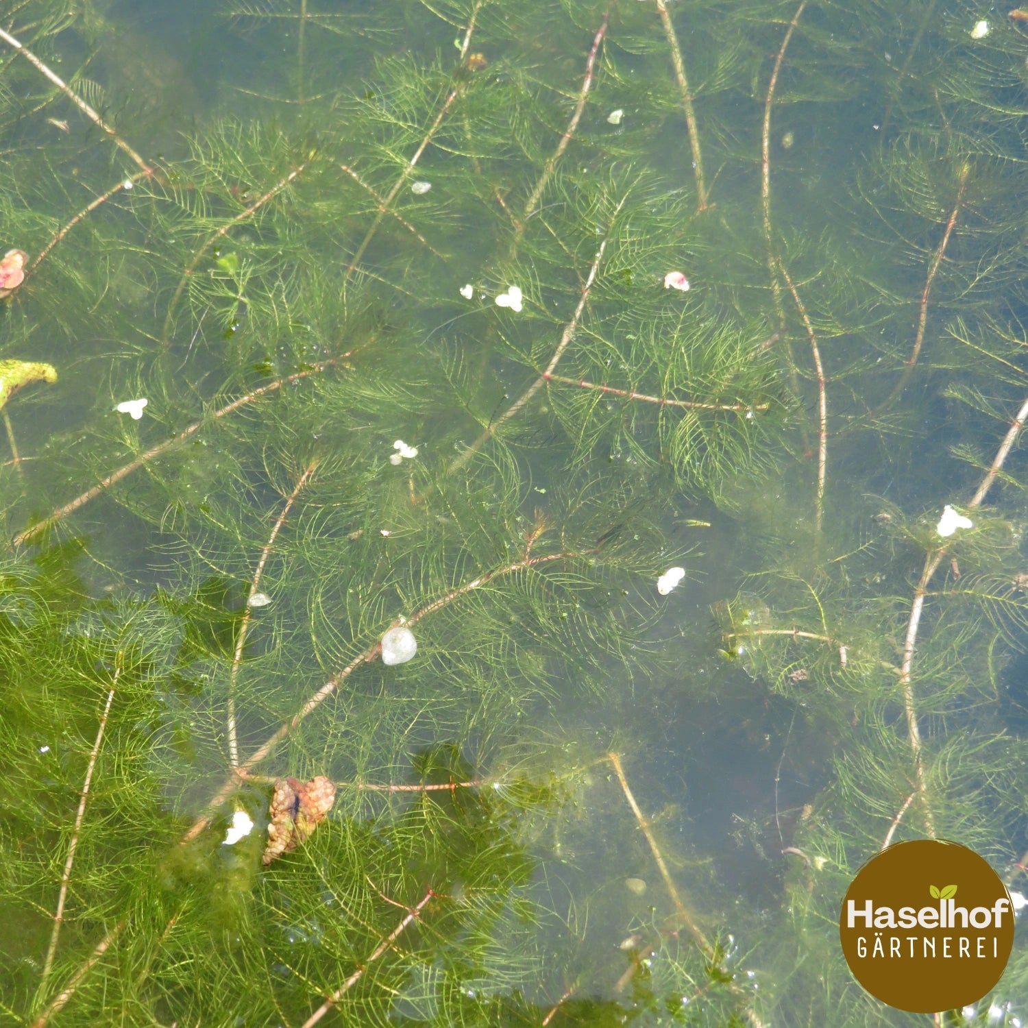 Myriophyllum spicatum