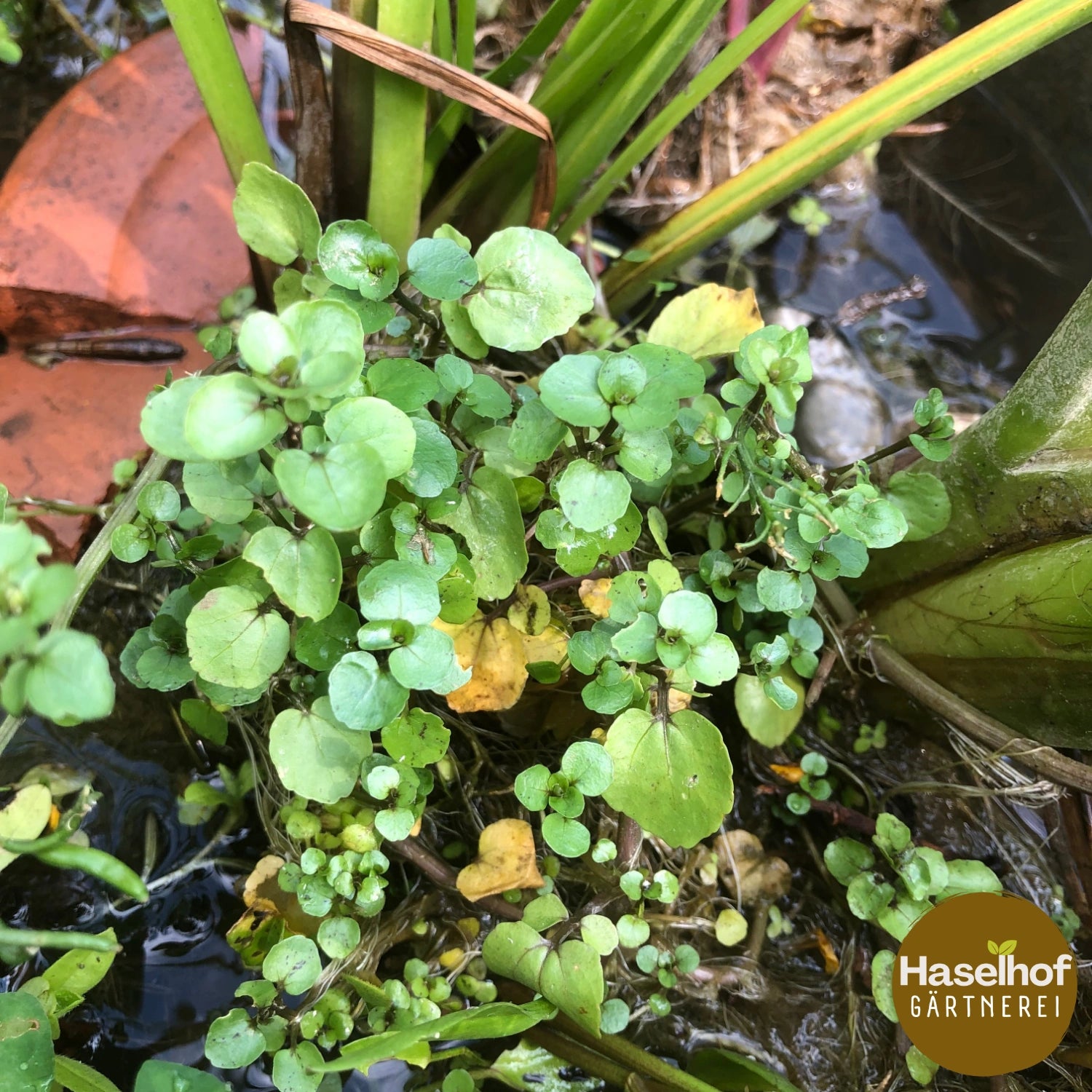 Nasturtium officinale