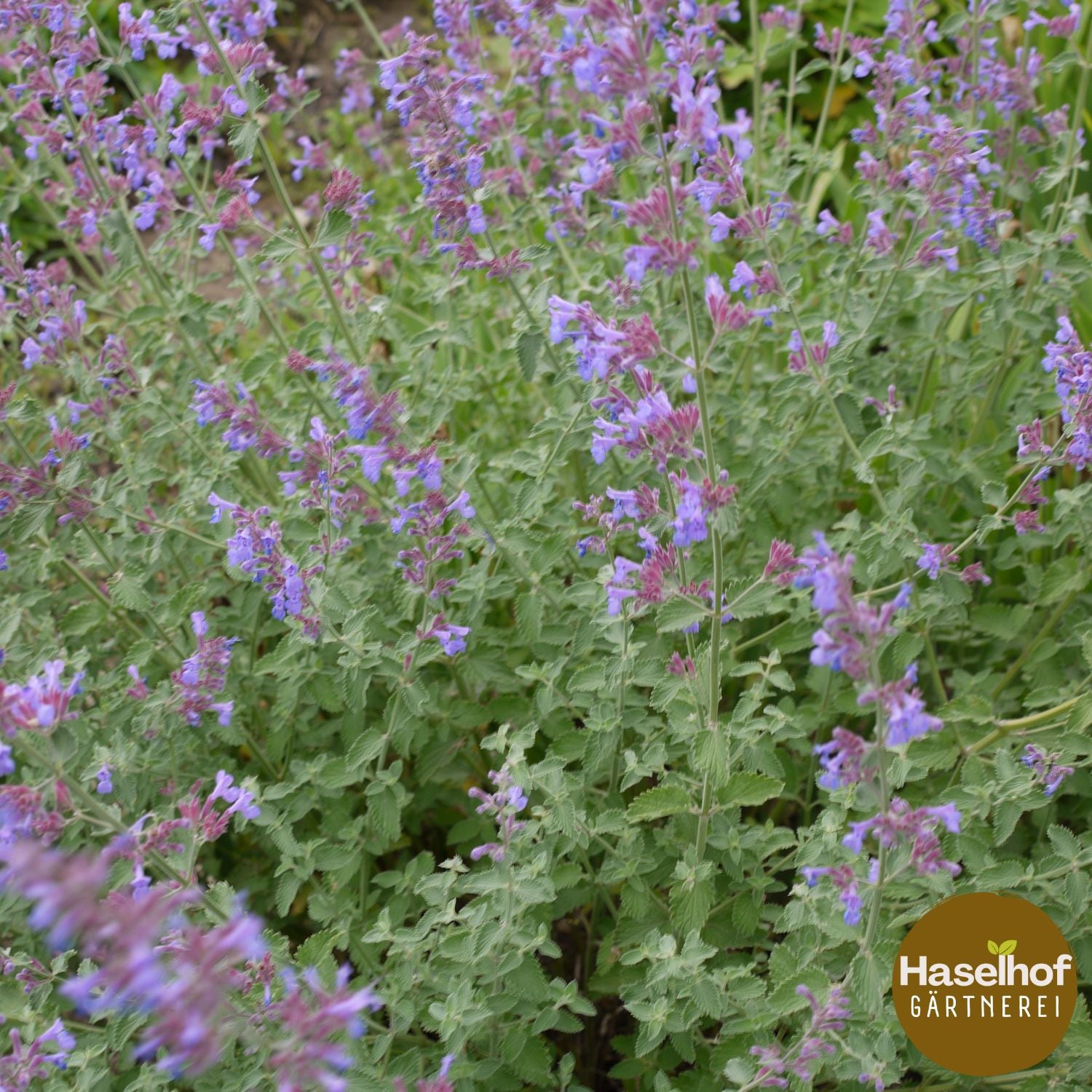 Nepeta faassenii