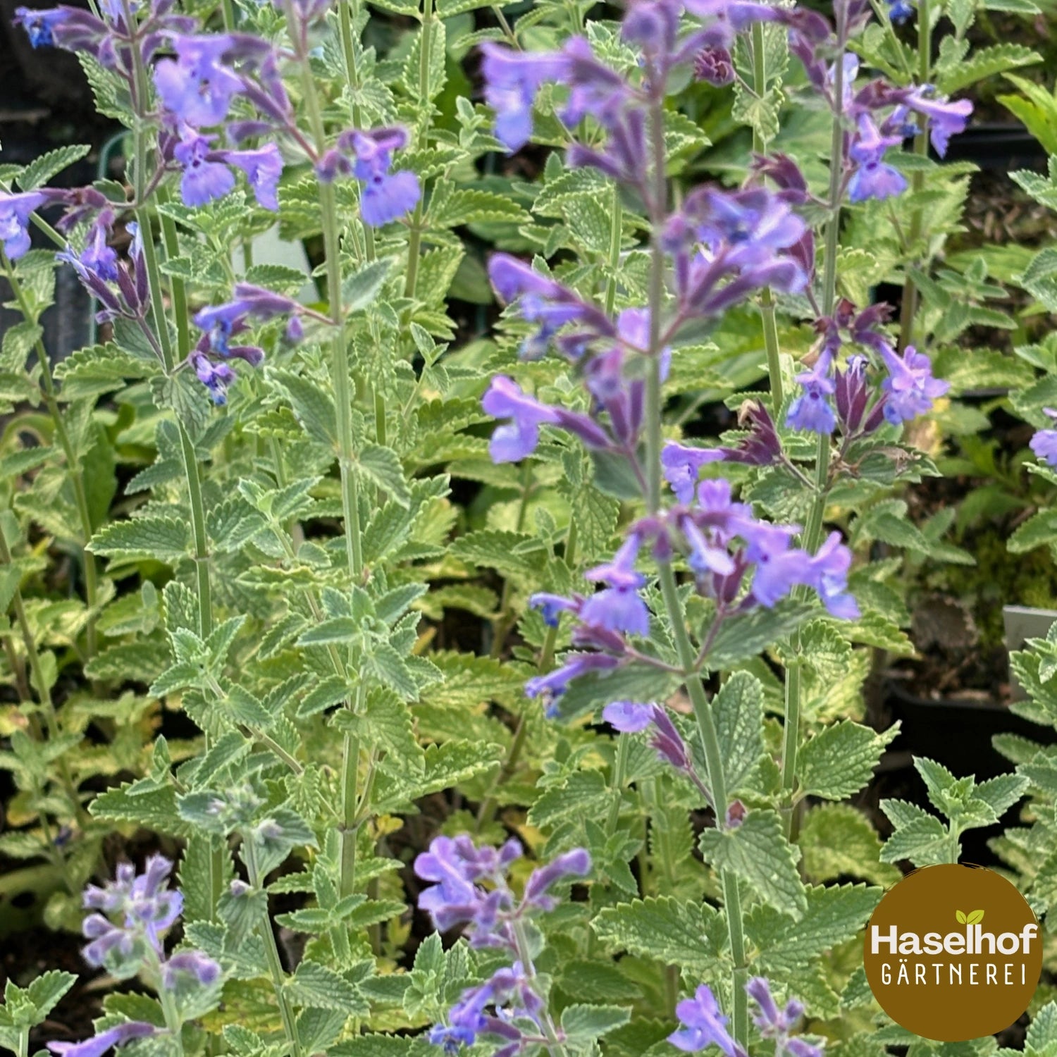 Nepeta faassenii