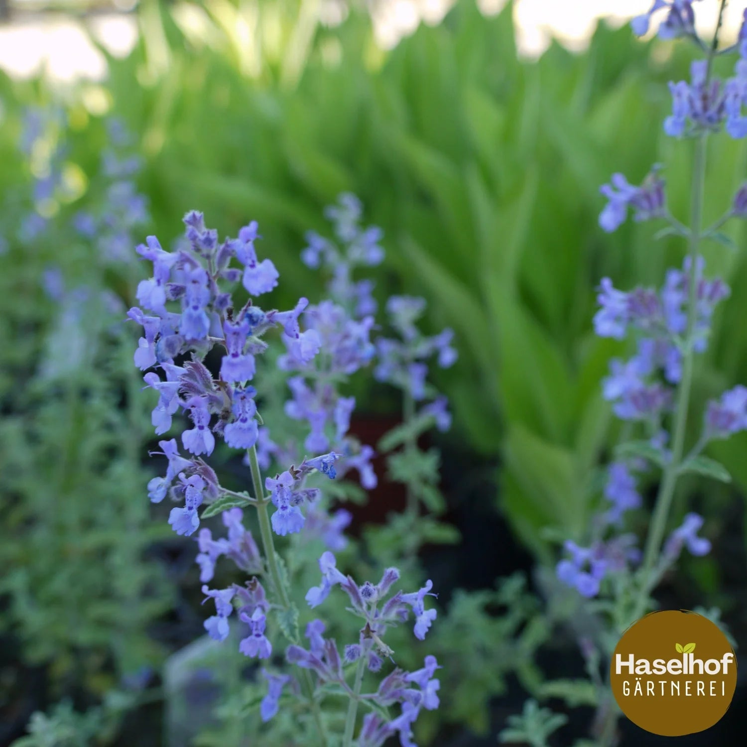 Nepeta x fassenii Six Hill Giant