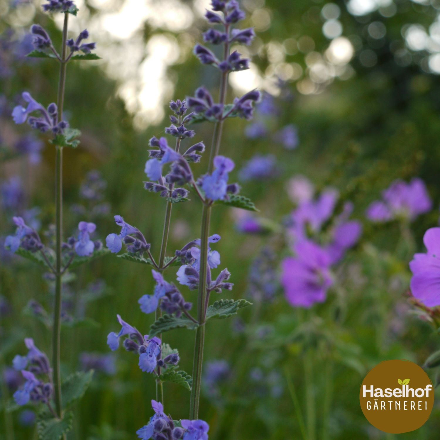 Nepeta racemosa 'Senior'