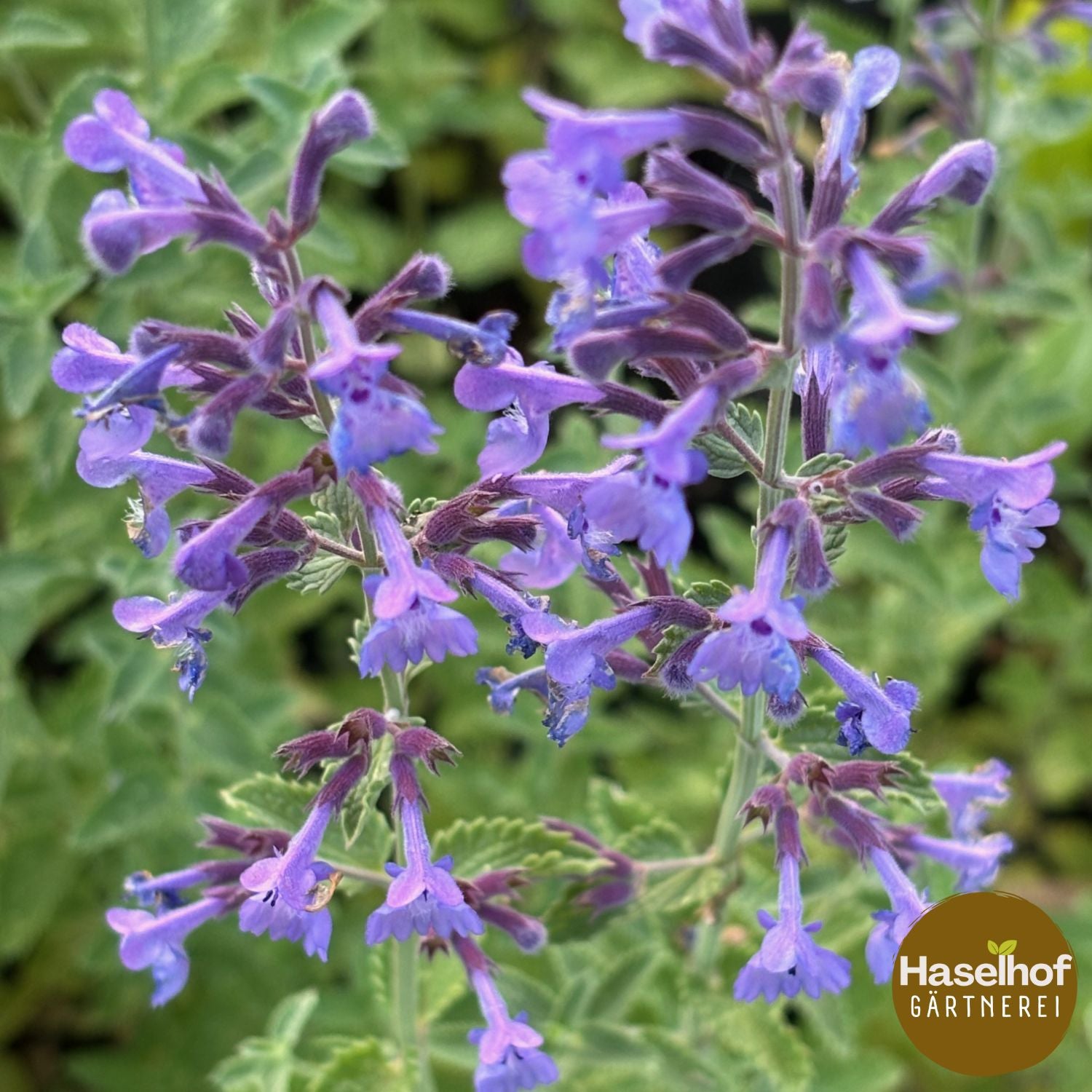 Nepeta racemosa 'Senior'
