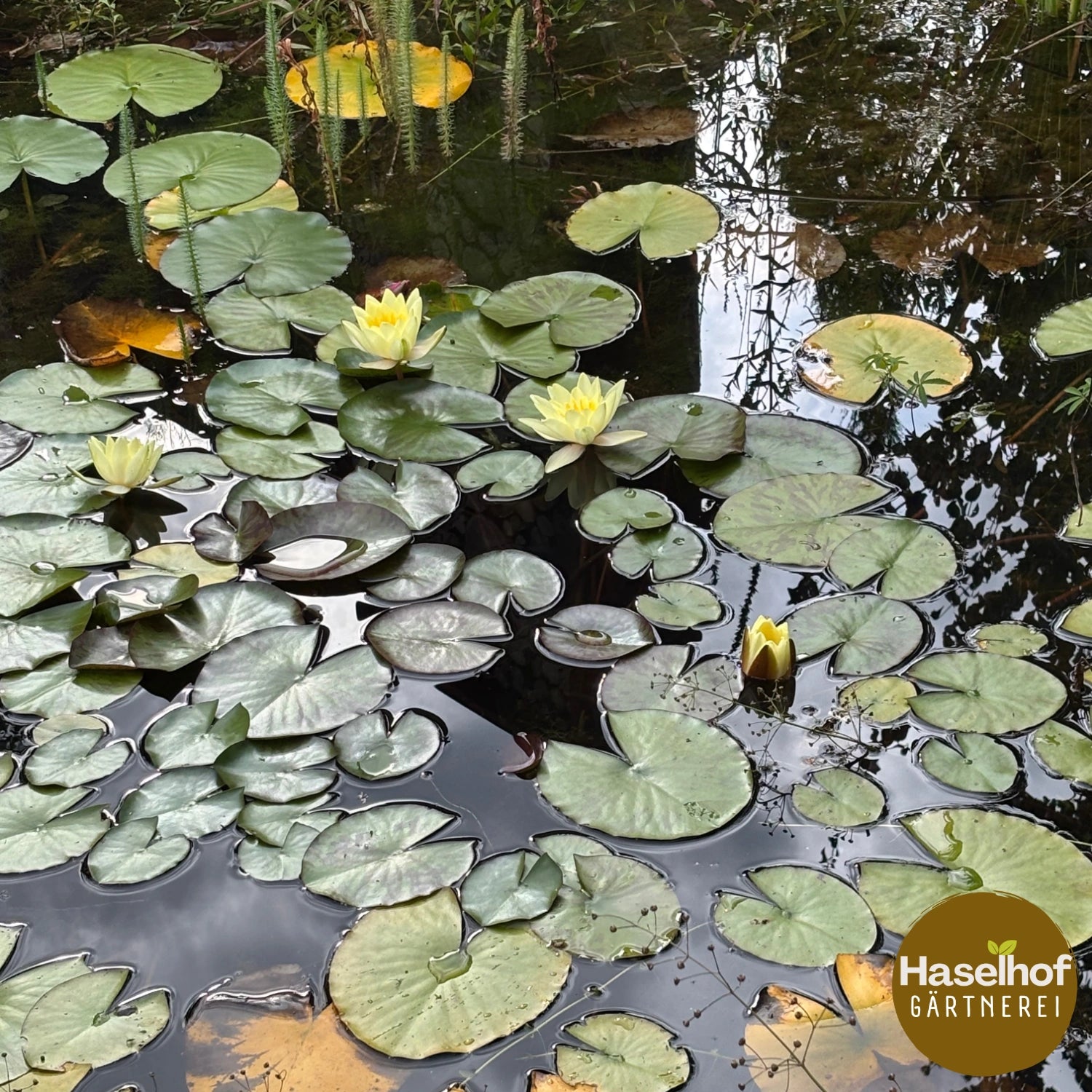 Nymphaea `Marliacea Chromatella`