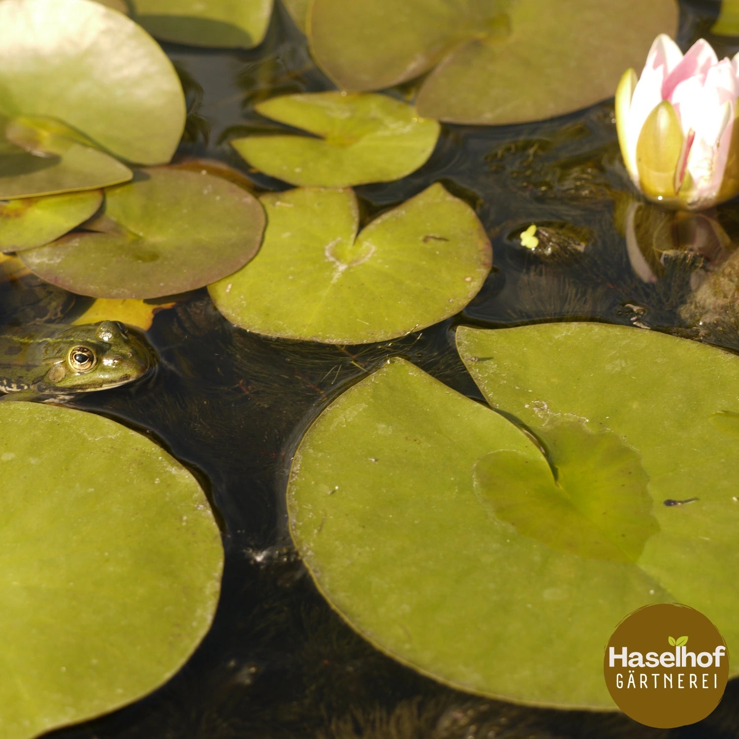 Nymphaea `Pontieux`