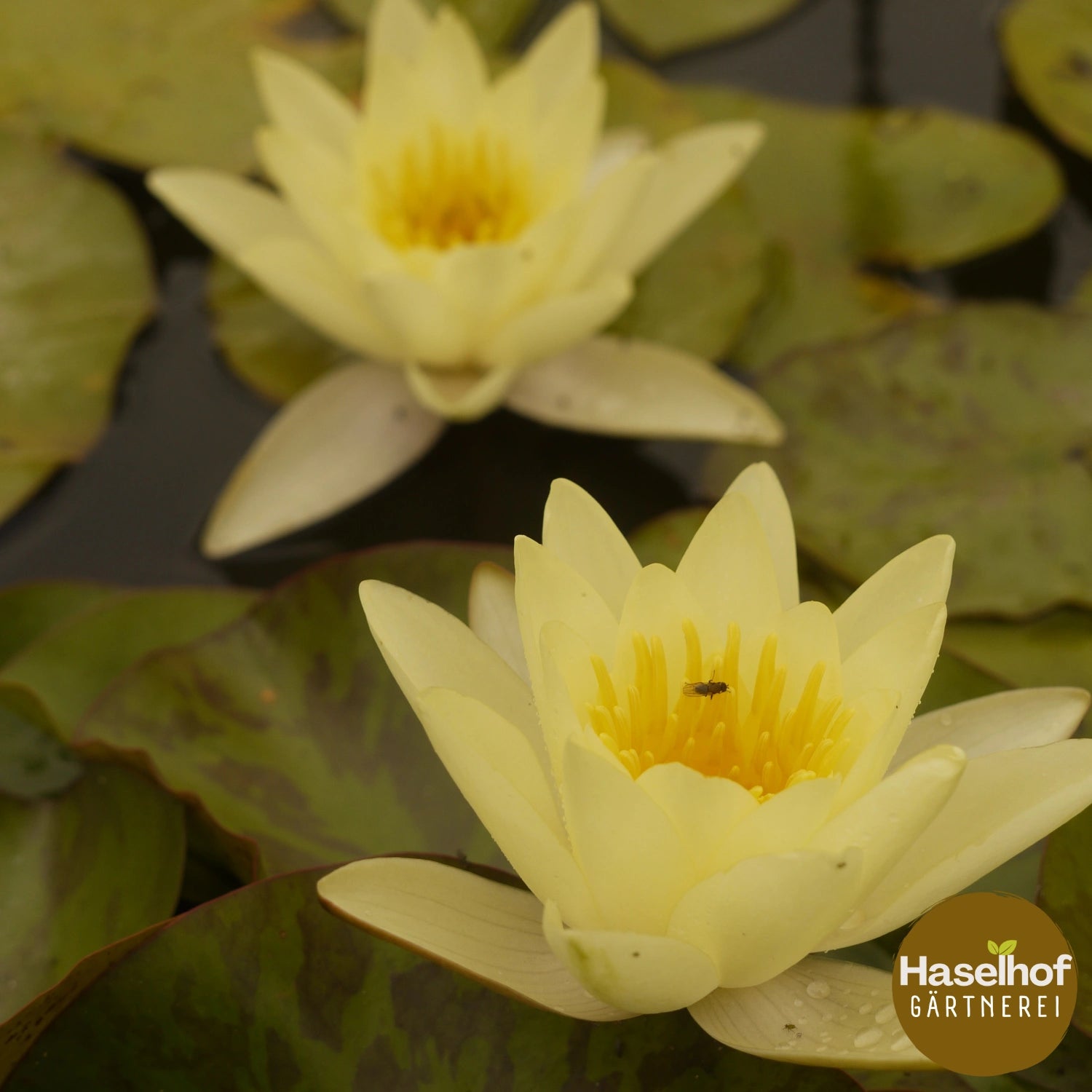 Nymphaea `Marliacea Chromatella`