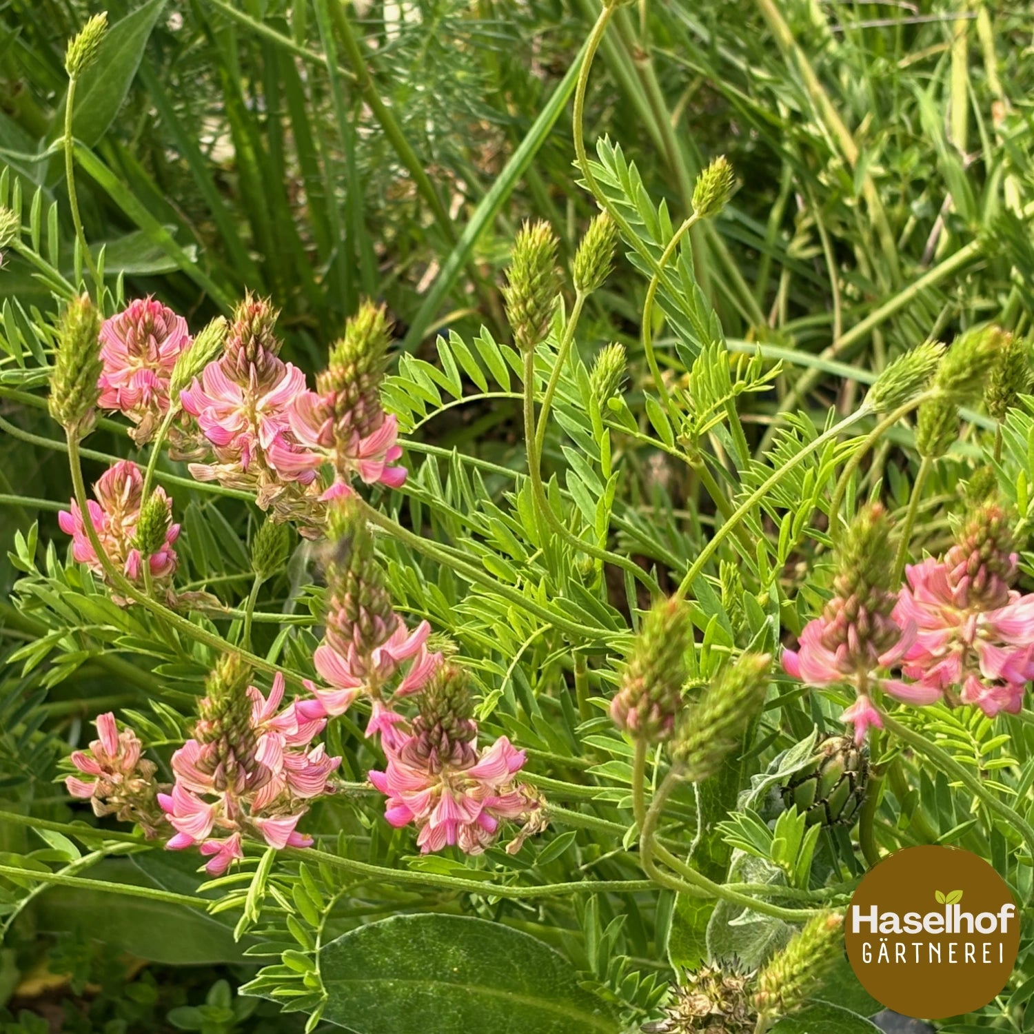 Onobrychis viciifolia