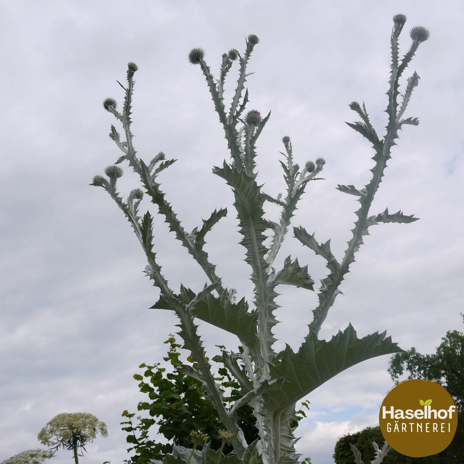 Onopordon acanthium