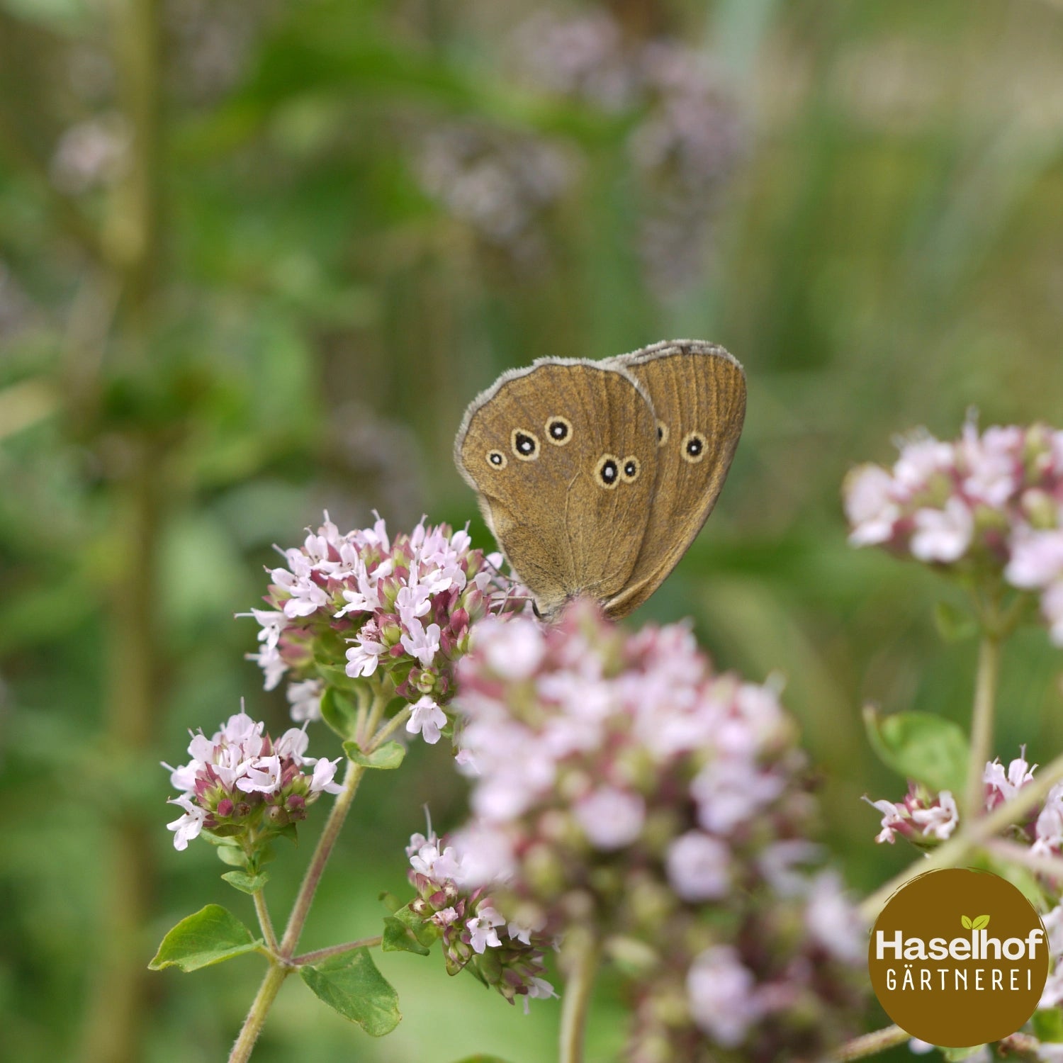 Origanum heracleoticum