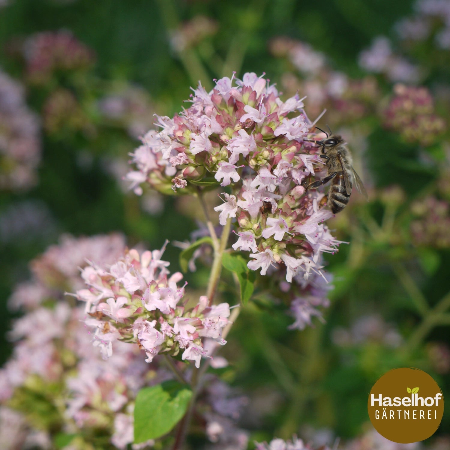 Origanum vulgare
