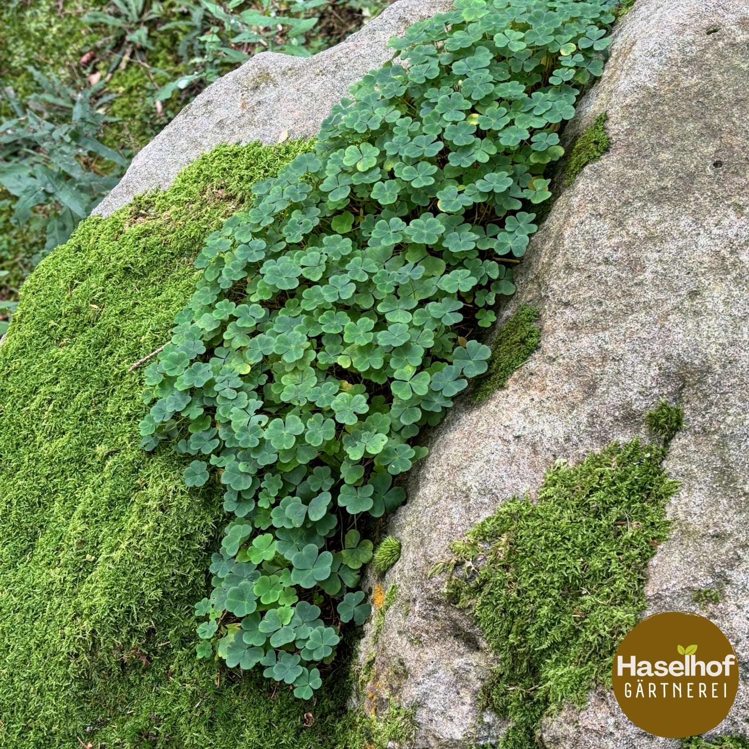 Oxalis petite oseille