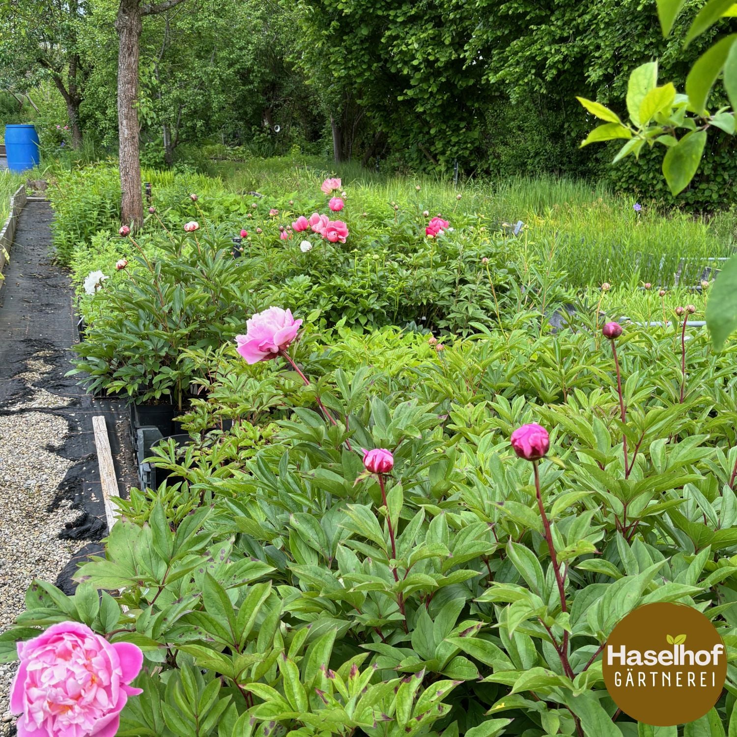 Paeonia lactiflora – variétés historiques (roses, doubles)