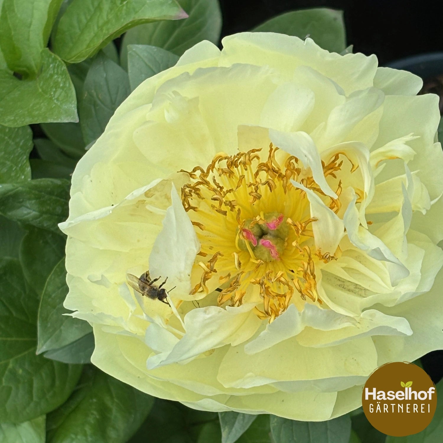 Paeonia lactiflora 'Lemon Chiffon'