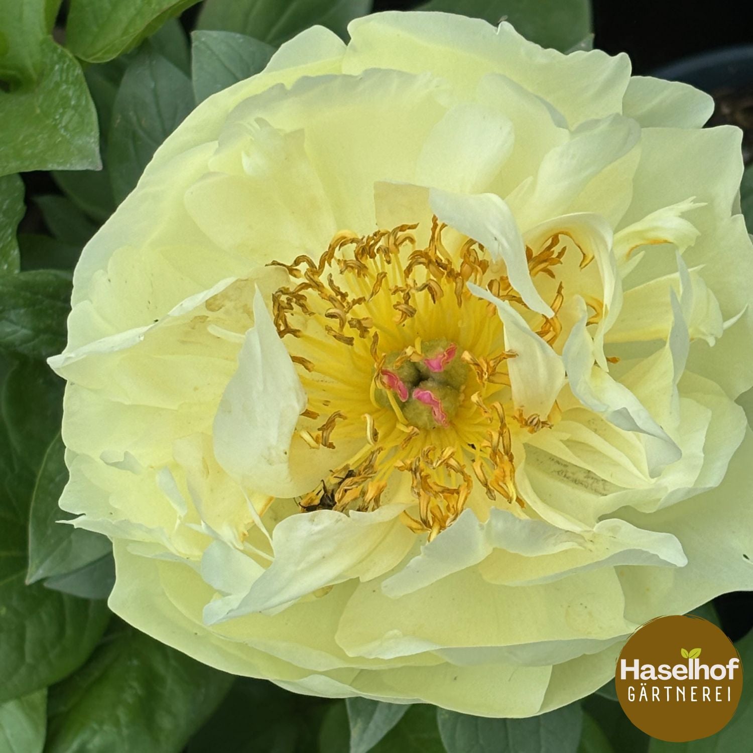 Paeonia lactiflora `Lemon Chiffron`