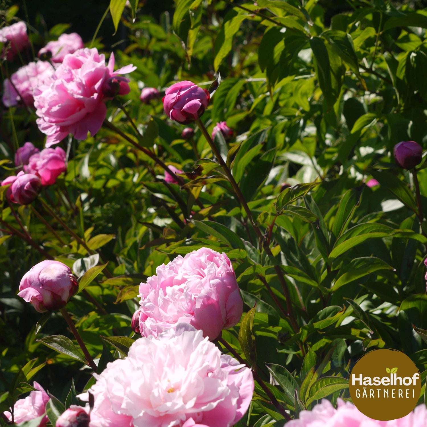 Paeonia lactiflora – variétés historiques (roses, doubles)