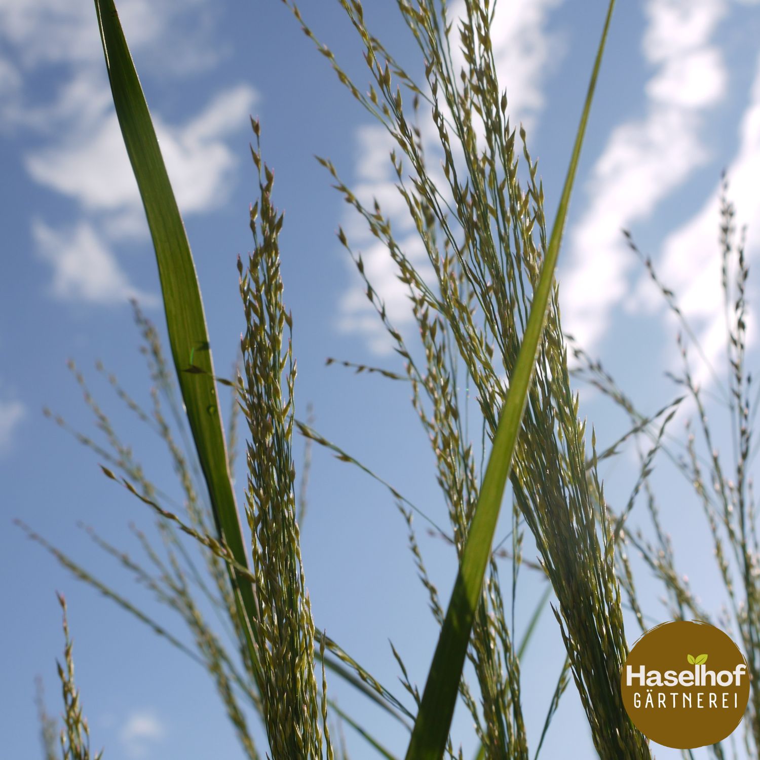 Panicum virgatum `Dallas Blues`