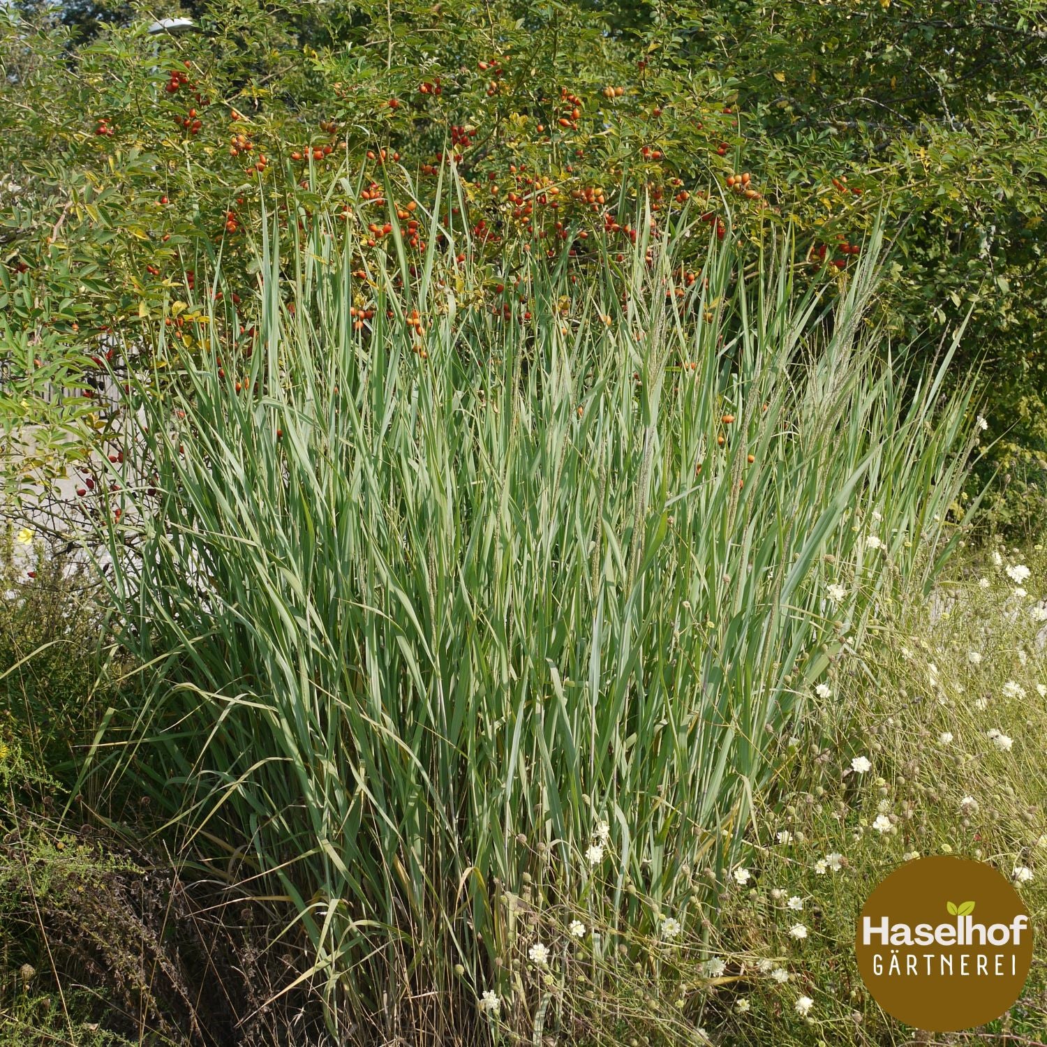 Panicum virgatum `Dallas Blues`