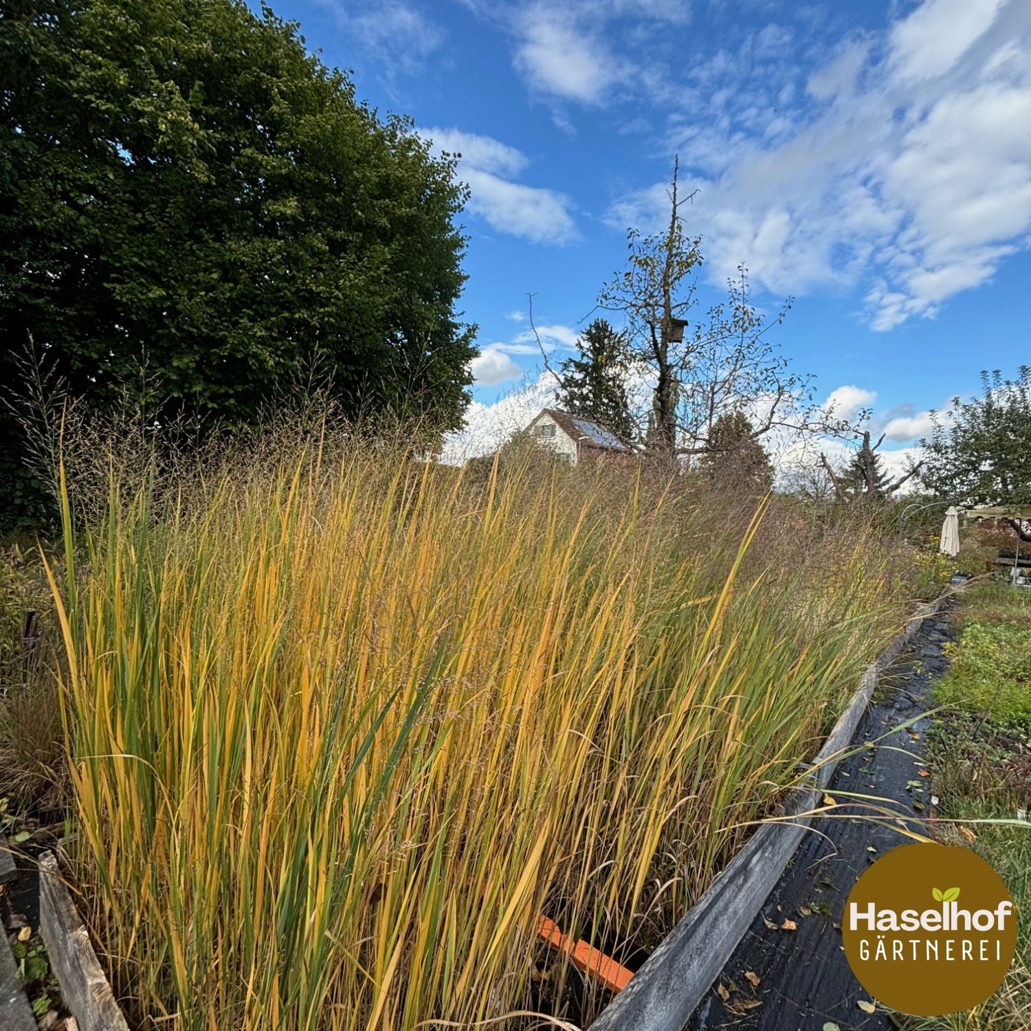 Panicum virgatum `Nordwind`