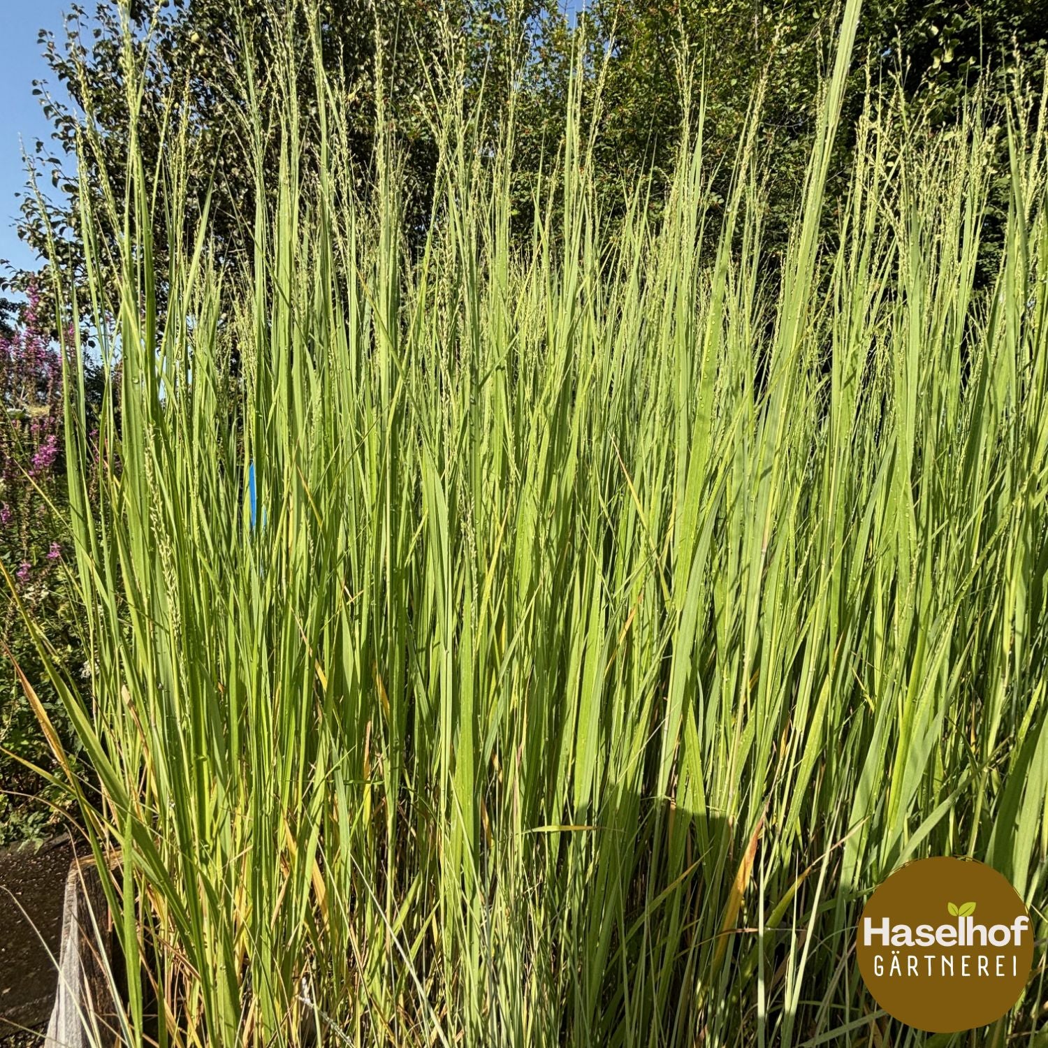 Panicum virgatum `Nordwind`
