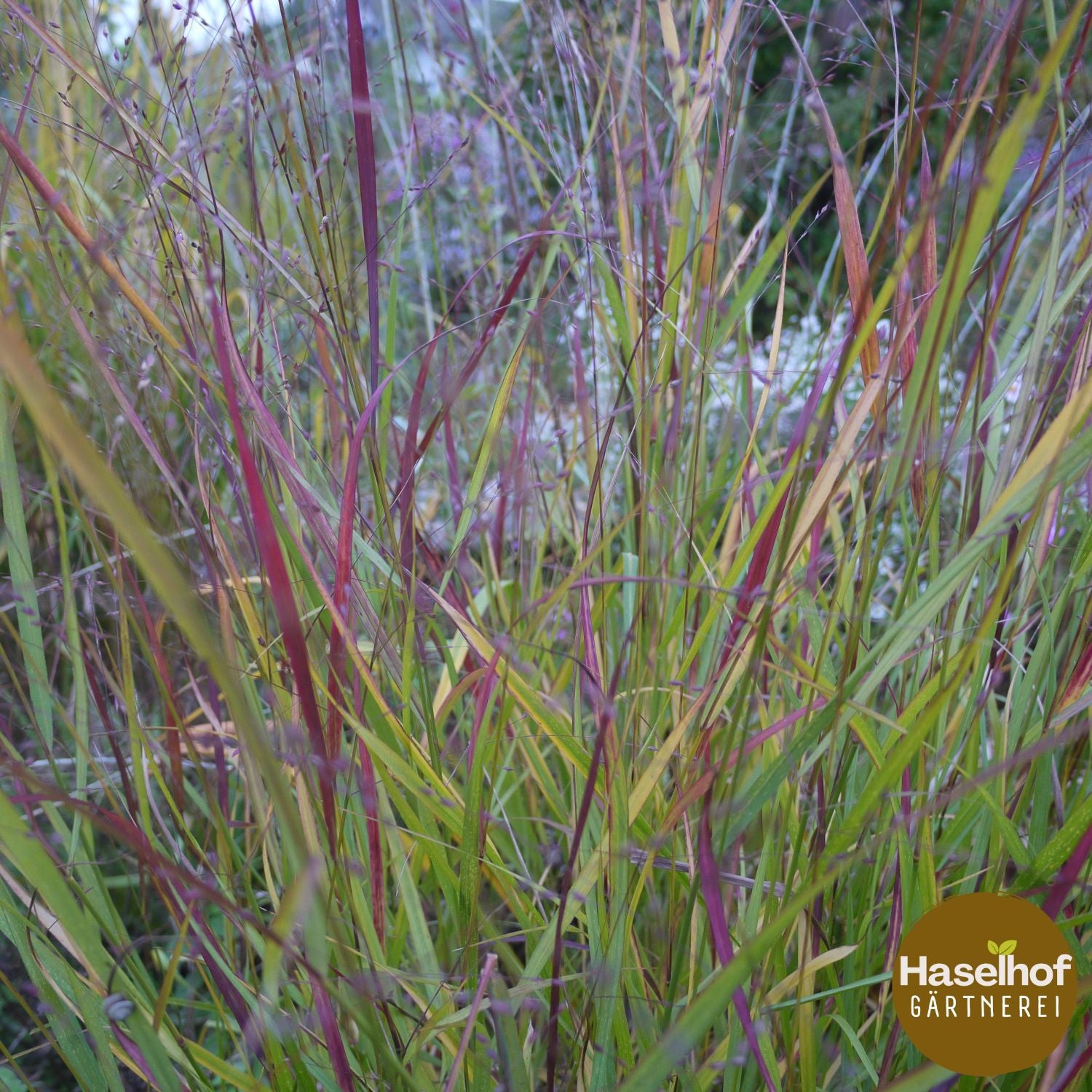 Panicum virgatum `Rehbraun`