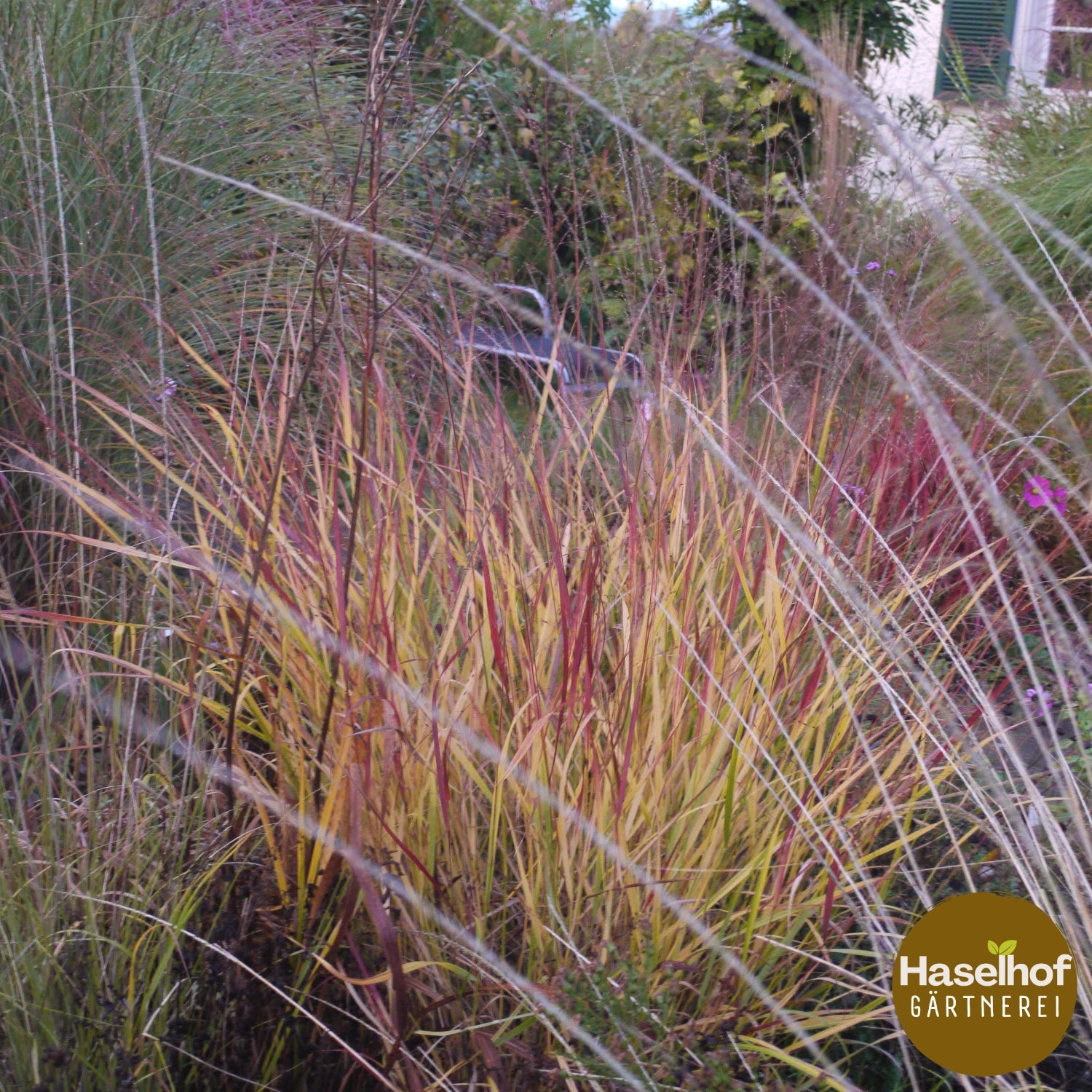 Panicum virgatum `Rehbraun`