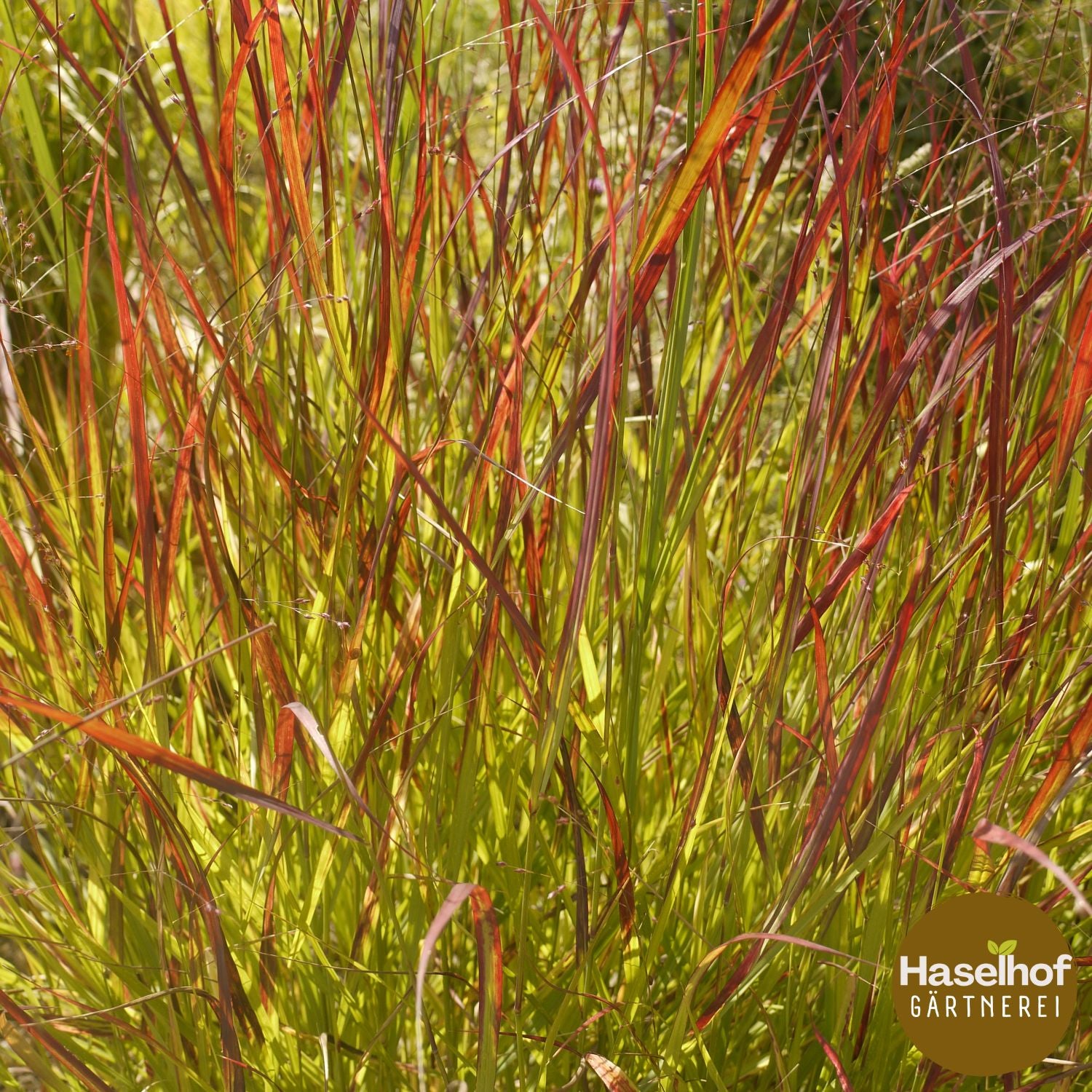 Panicum virgatum `Rotstrahlbusch`