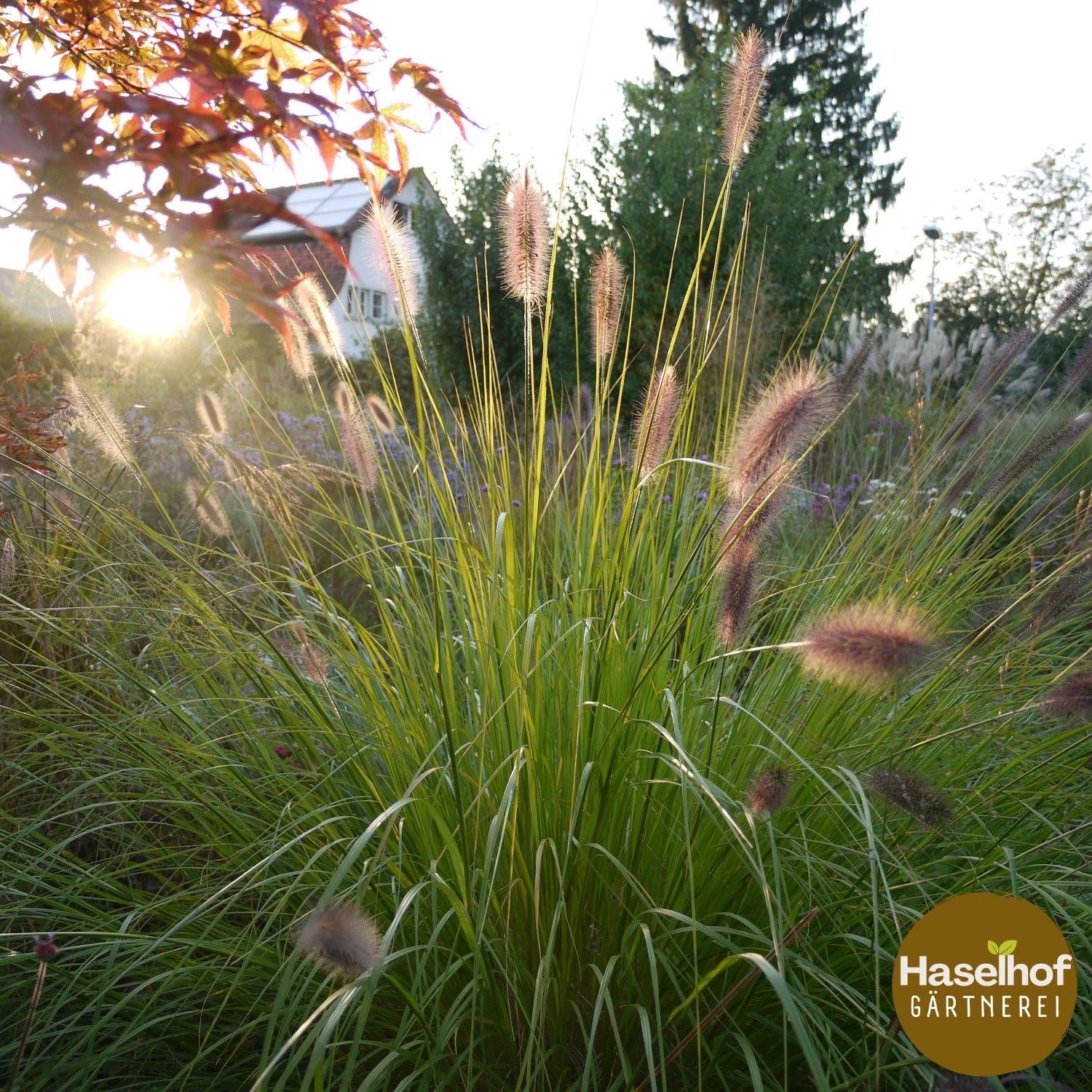Pennisetum alopecuroides 'Hameln'