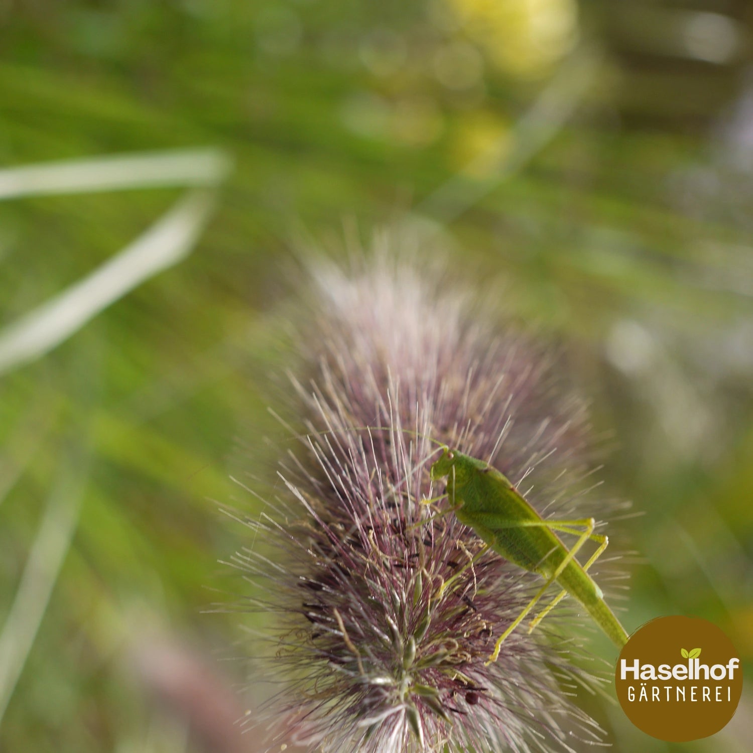 Pennisetum alopecuroides 'Hameln'