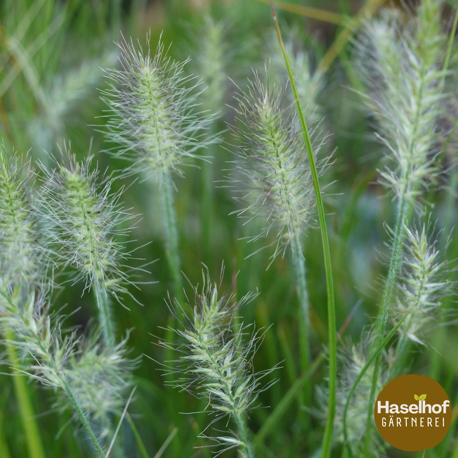 Pennisetum alopecuroides 'Little Bunny'