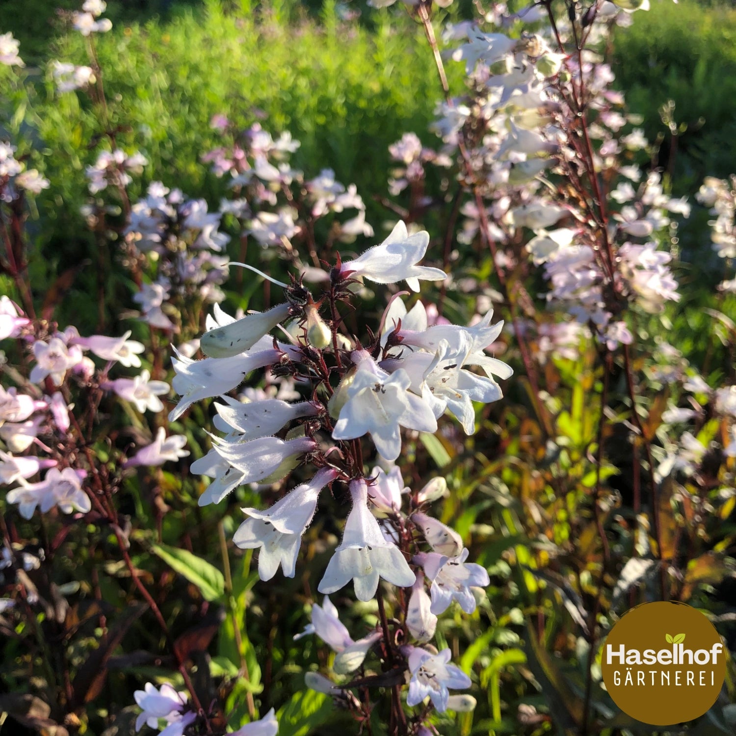 Penstemon digitalis 'Husker Red'