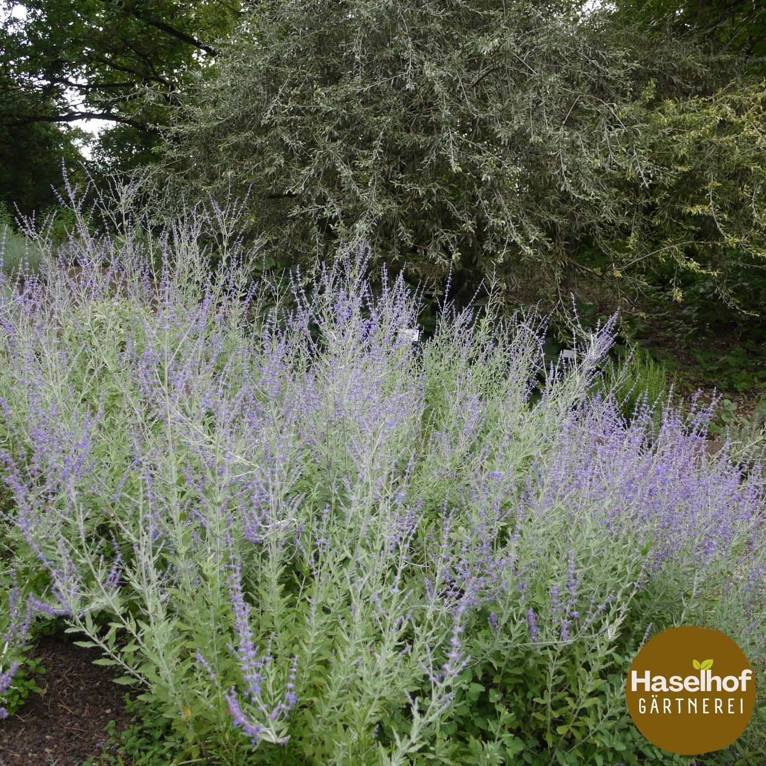 Perovskia atriplicifolia `Blue Spire`