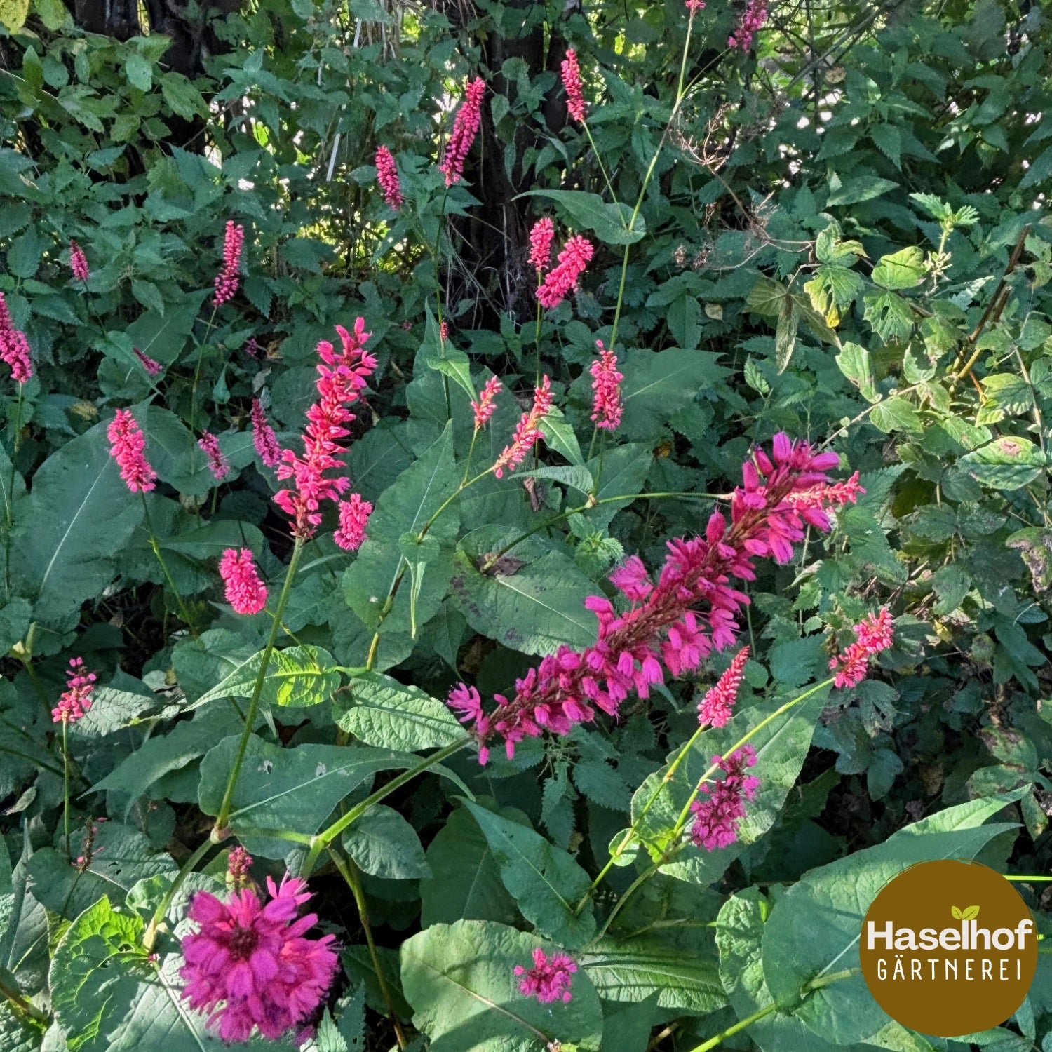 Persicaria amplexicaulis 'Speciosa'