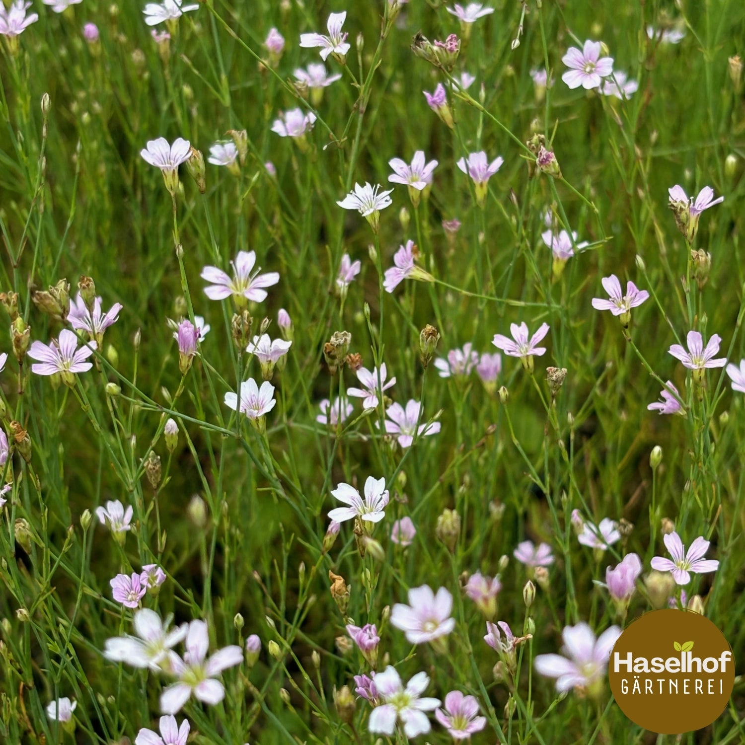 Pétrorhage saxifrage