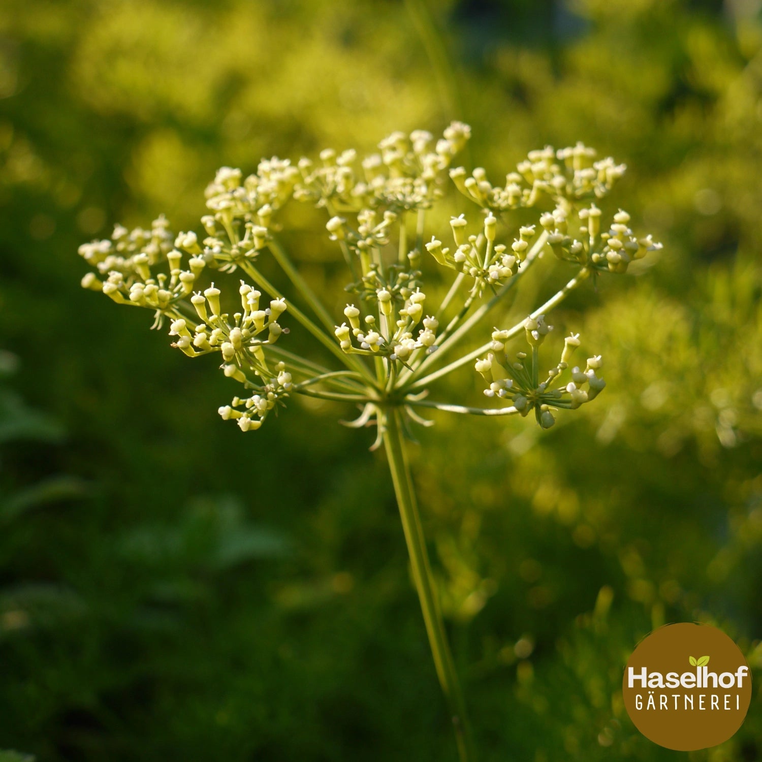 Peucedanum austriacum ssp. rablense