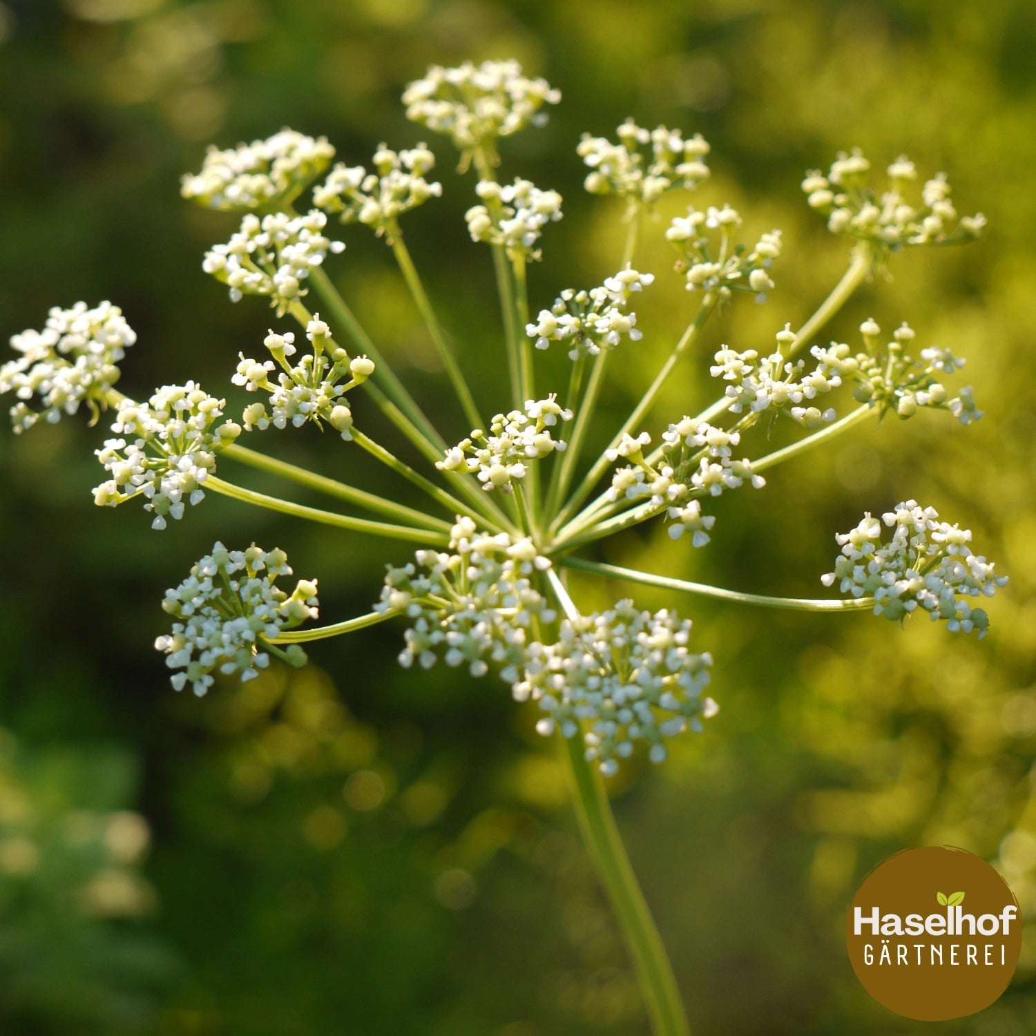 Peucedanum austriacum ssp. rablense