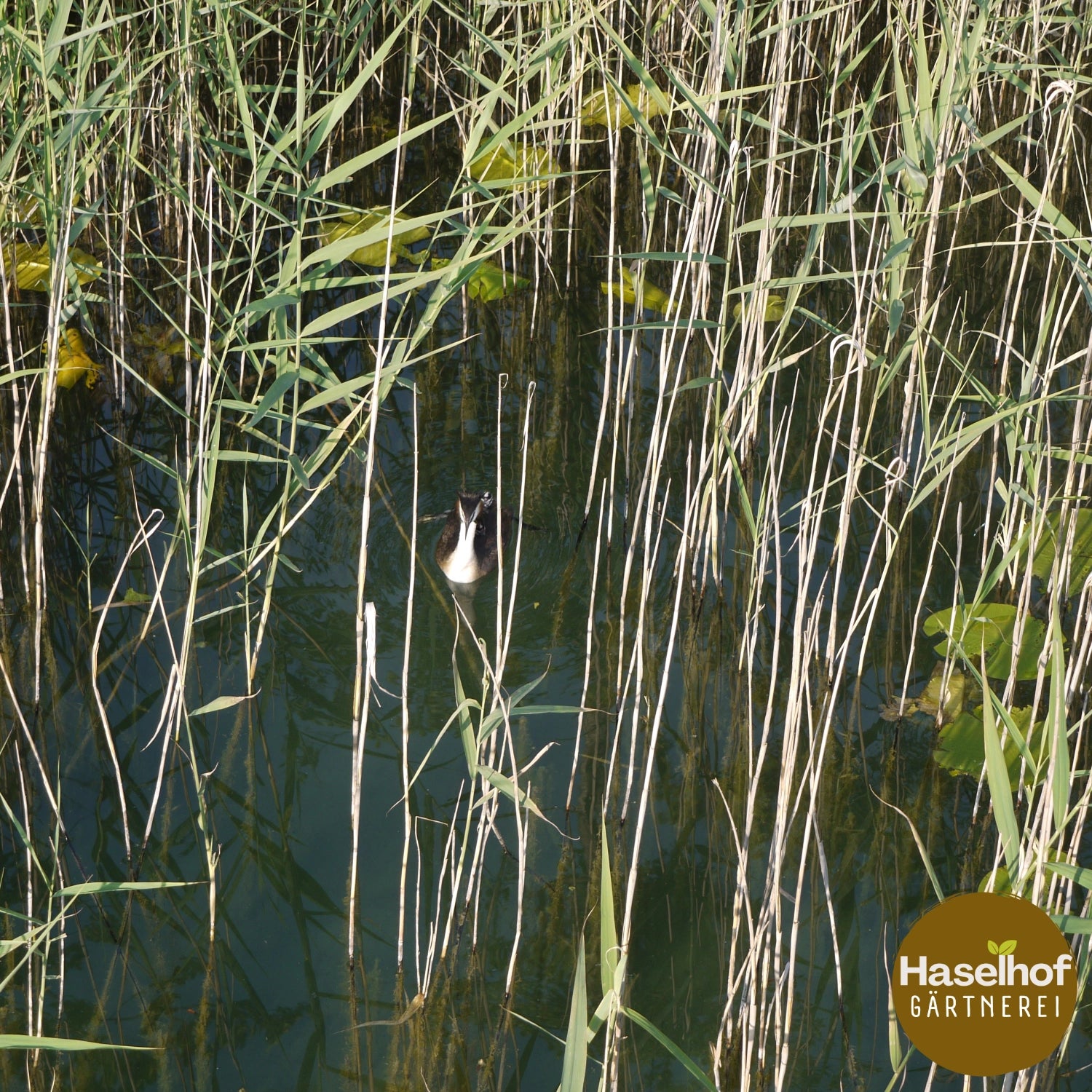 Phragmites australis