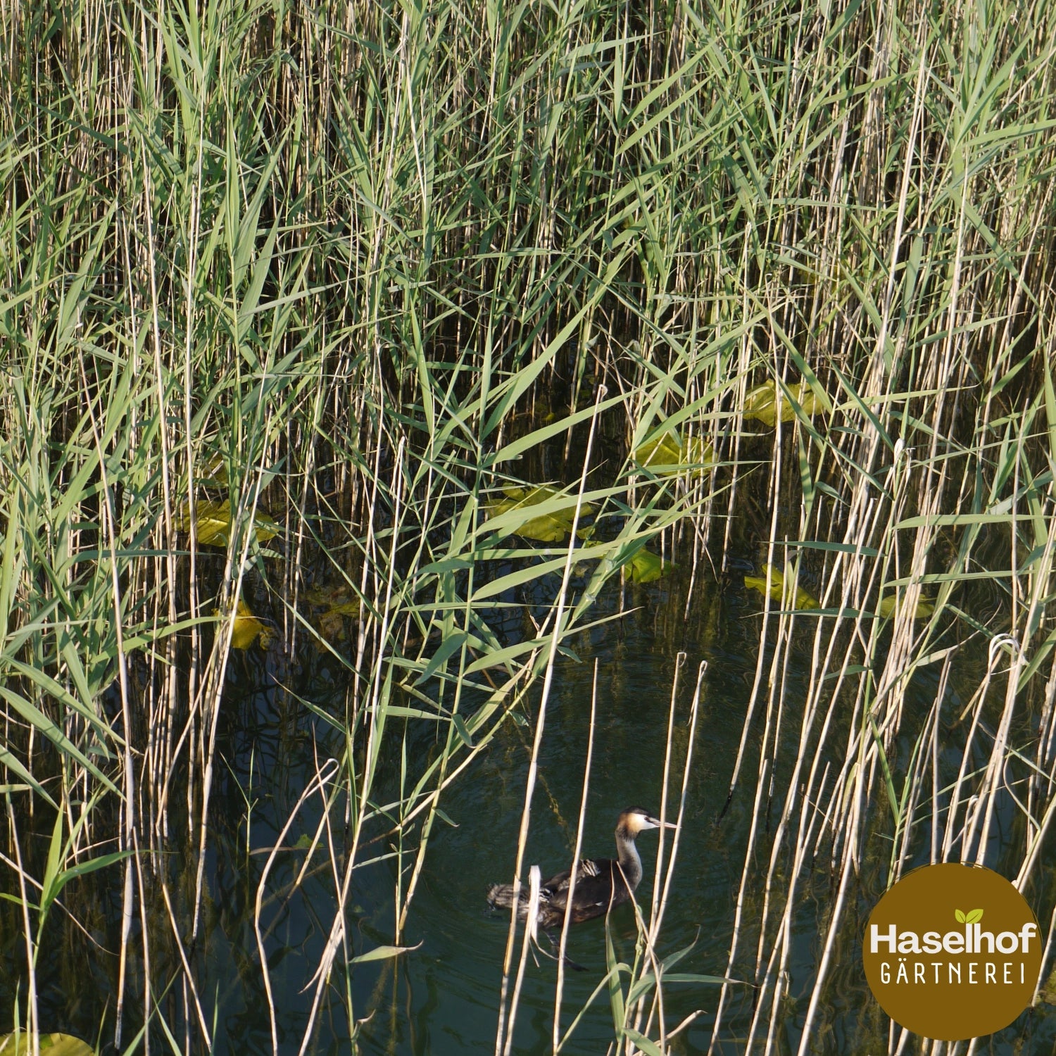 Phragmites australis