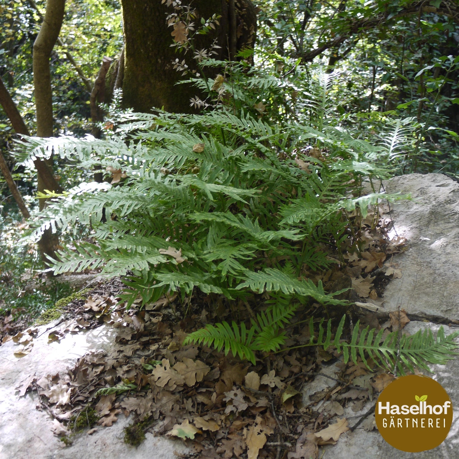 Polypodium vulgare